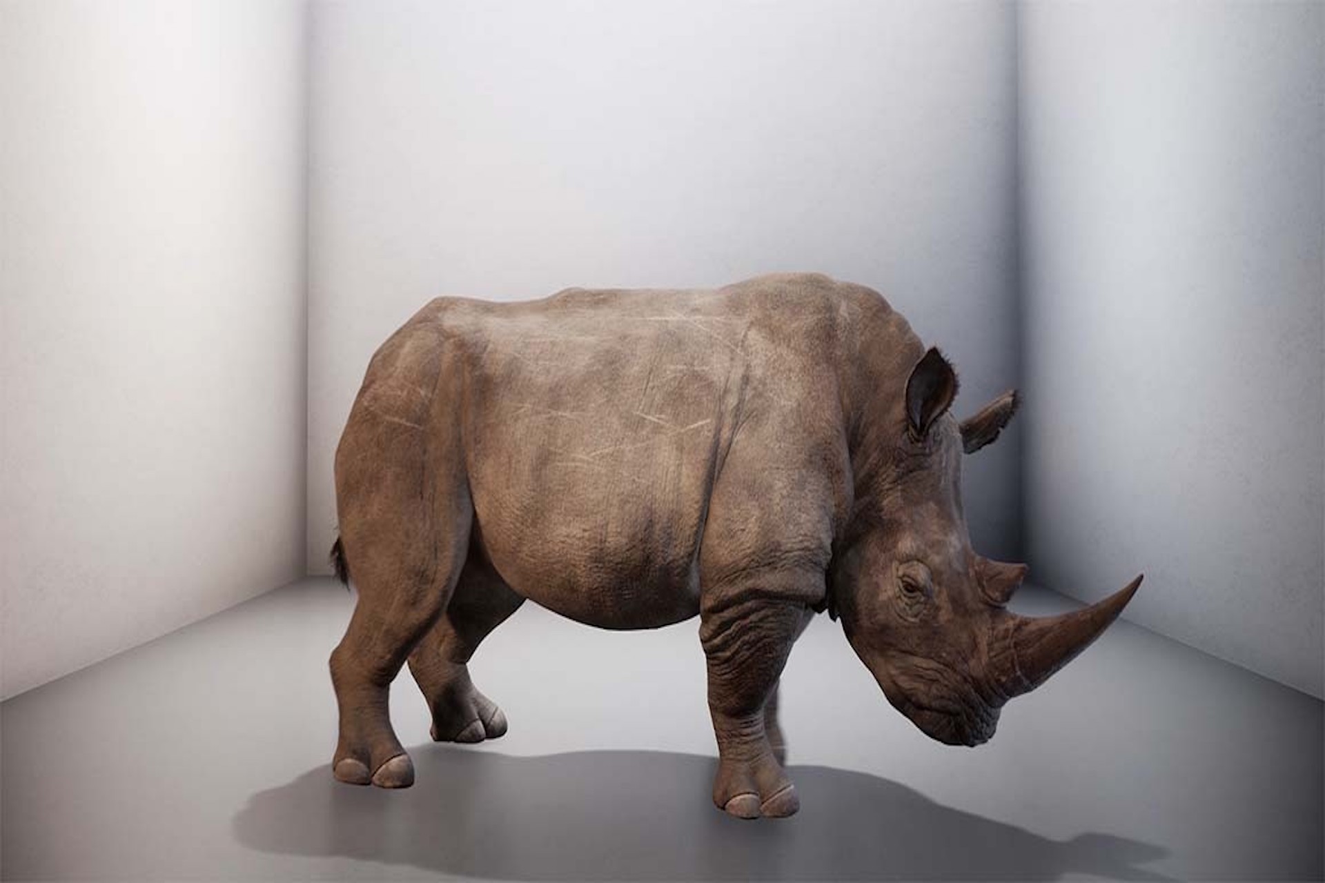 "The last Rhino" è un'opera d'arte di Alexandra Daisy Ginsberg
