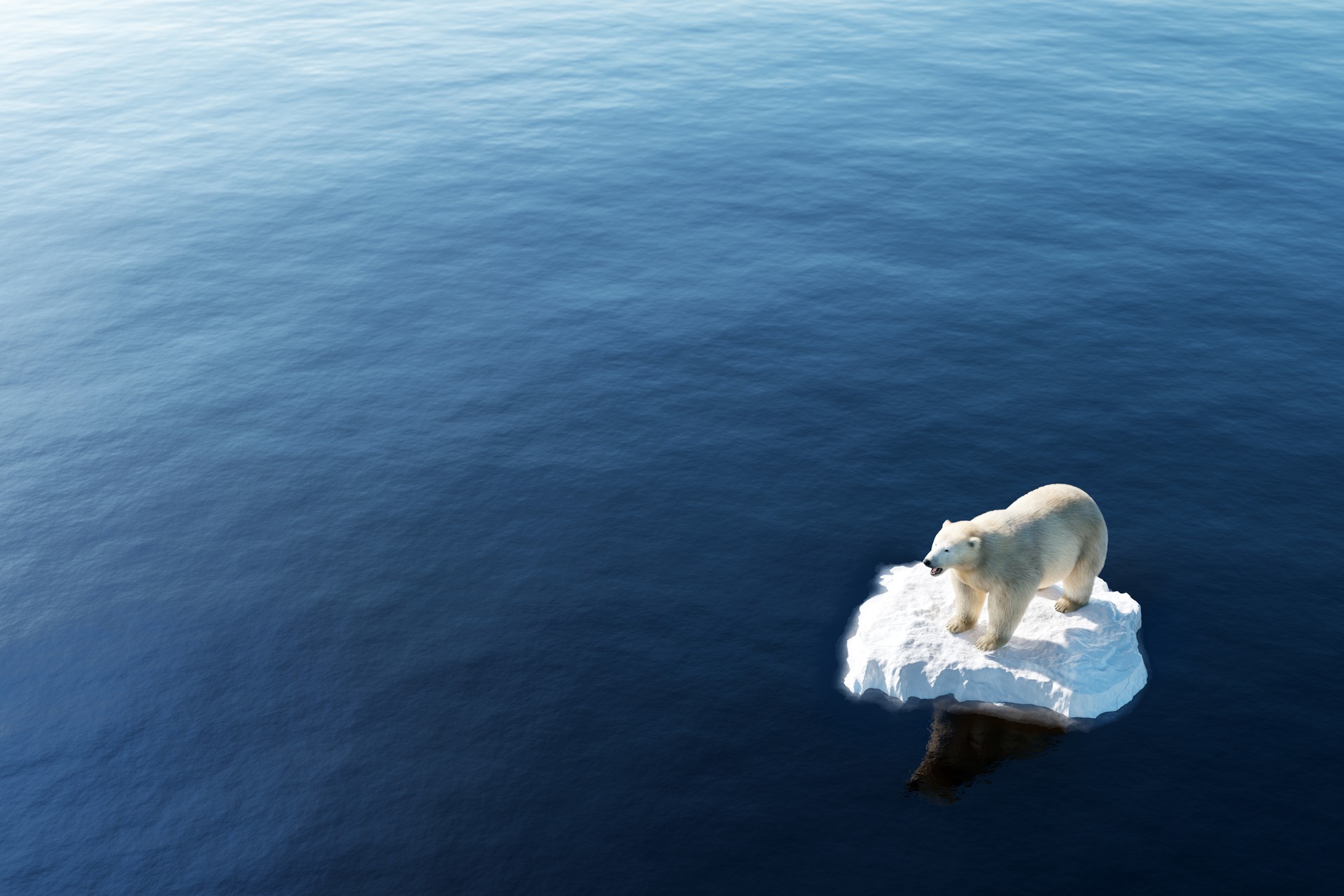 Un orso bianco su un piccolo iceberg