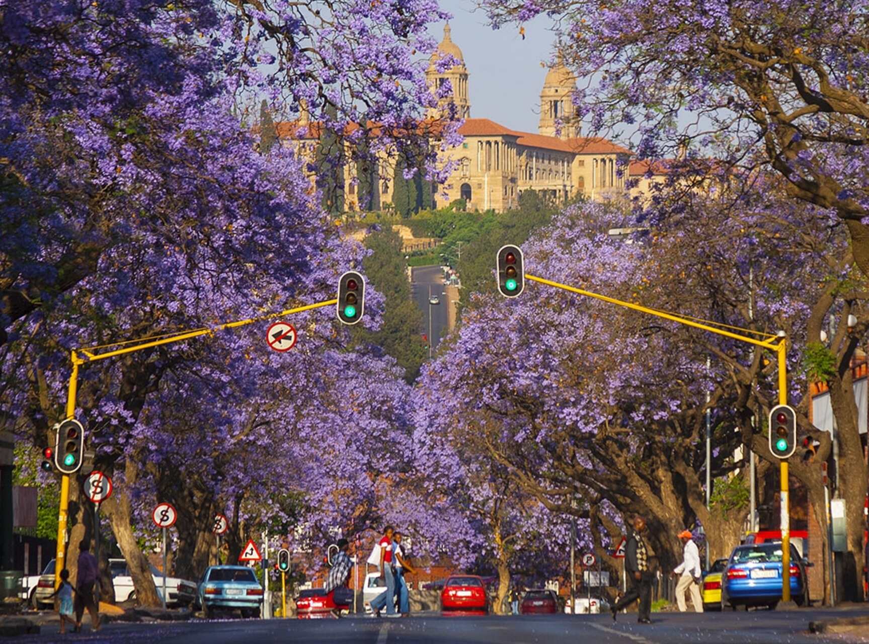 Una strada fiancheggiata da jacarande a Pretoria, con gli Union Buildings in cima alla Meintjieskop sullo sfondo