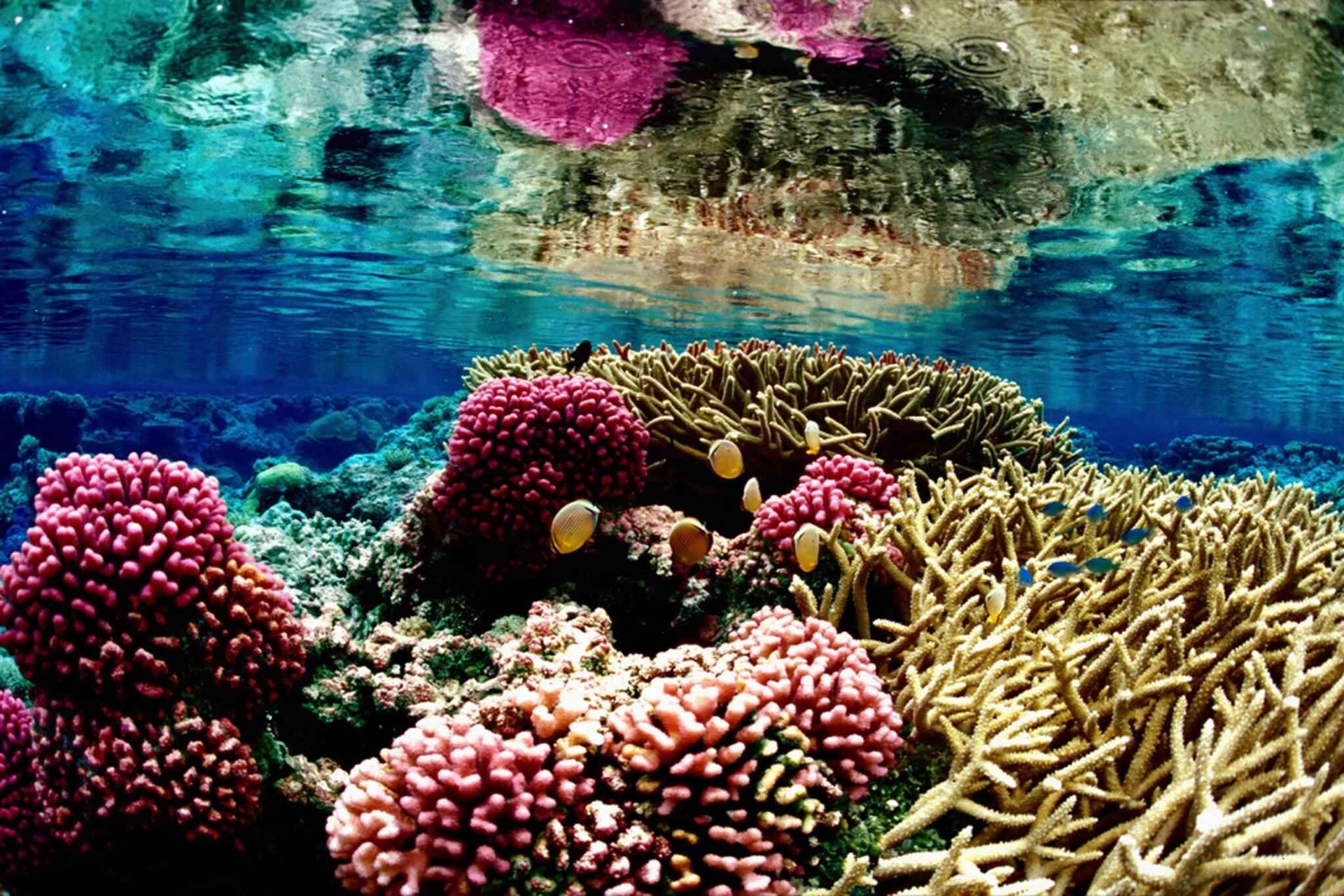 Inquinamento: c'è la prova che molti pesci si orientano grazie ai suoni della barriera corallina