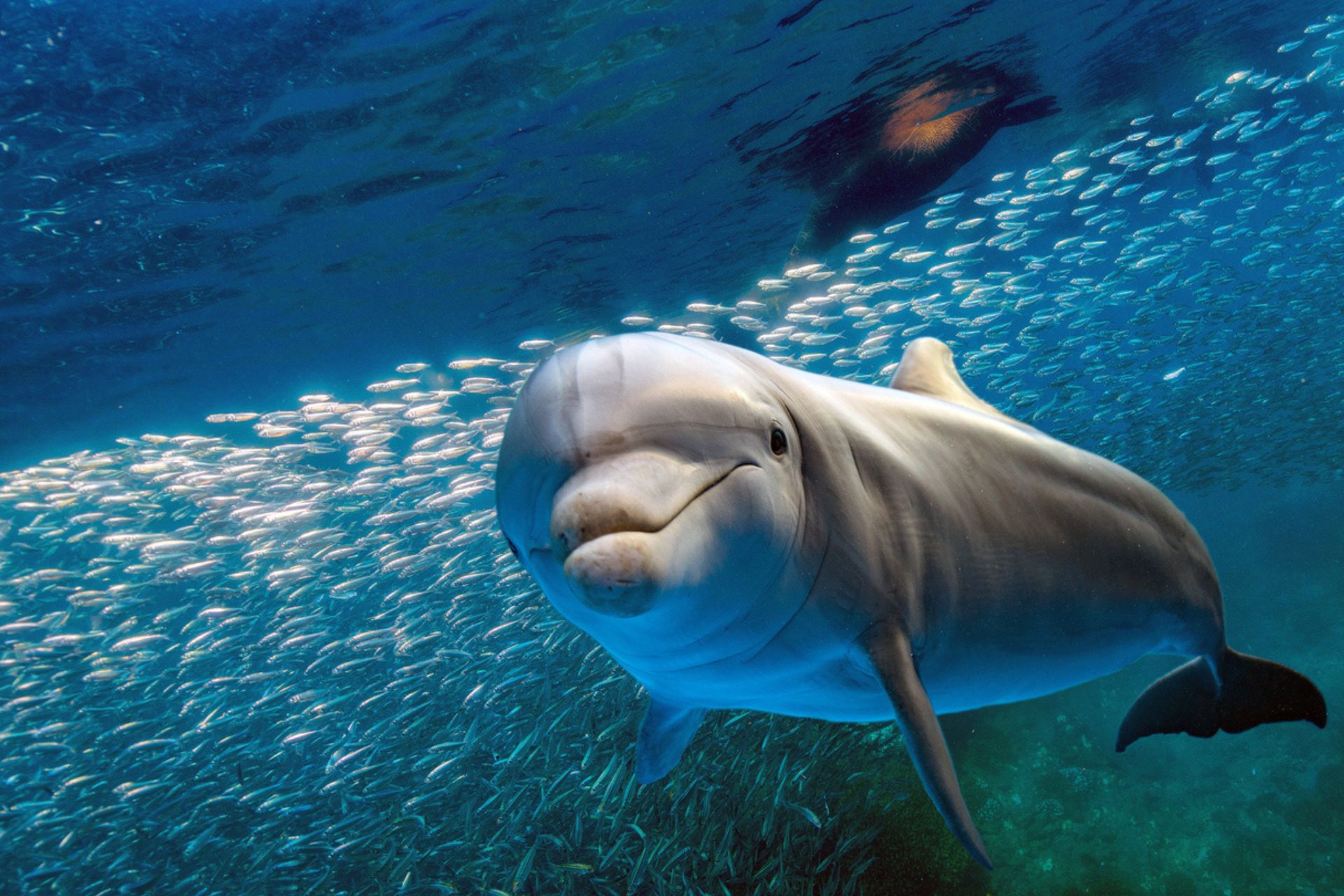 Un delfino che nuota nell'Oceano