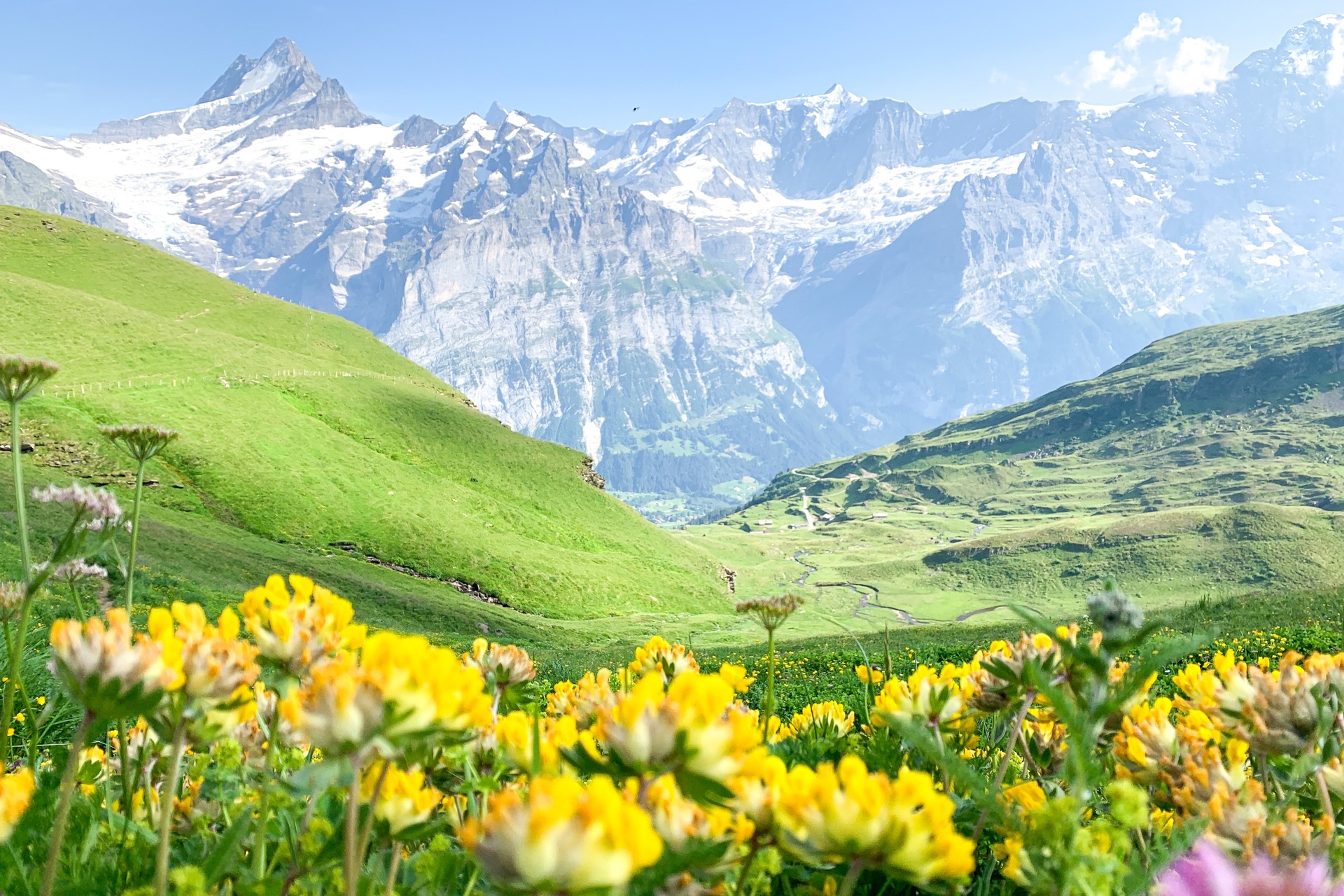 Rispetto dei suoli: fiori gialli e paesaggi montani e collinari nel corso dell'estate svizzera