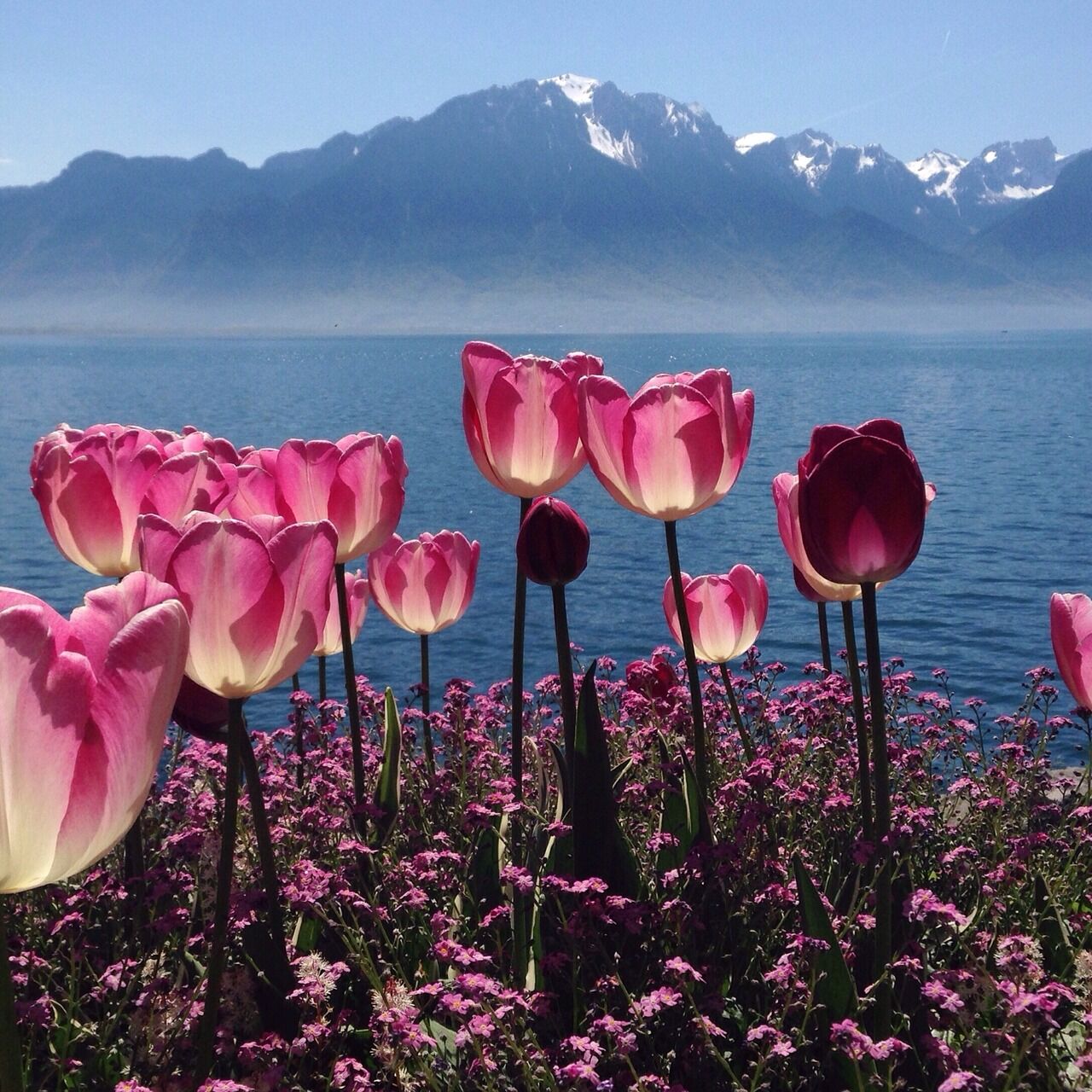 Rispetto dei suoli: fiori rossi e paesaggi montani e lacustri nel corso dell'estate svizzera