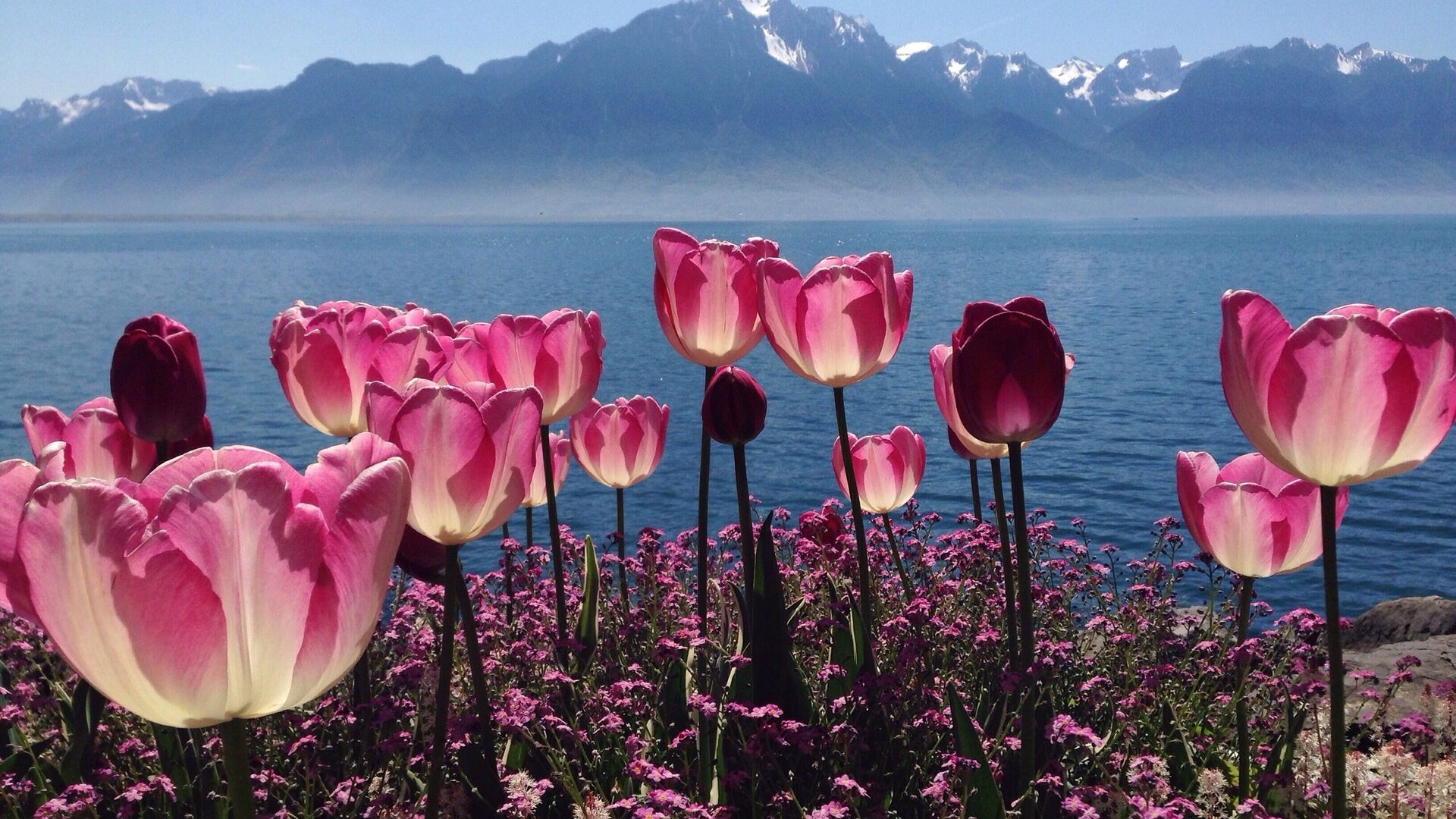 Rispetto dei suoli: fiori rossi e paesaggi montani e lacustri nel corso dell'estate svizzera