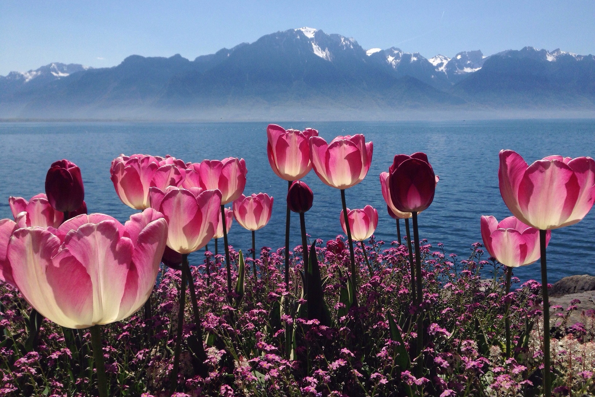 ნიადაგის პატივისცემა: წითელი ყვავილები და მთის და ტბის პეიზაჟები შვეიცარიის ზაფხულში