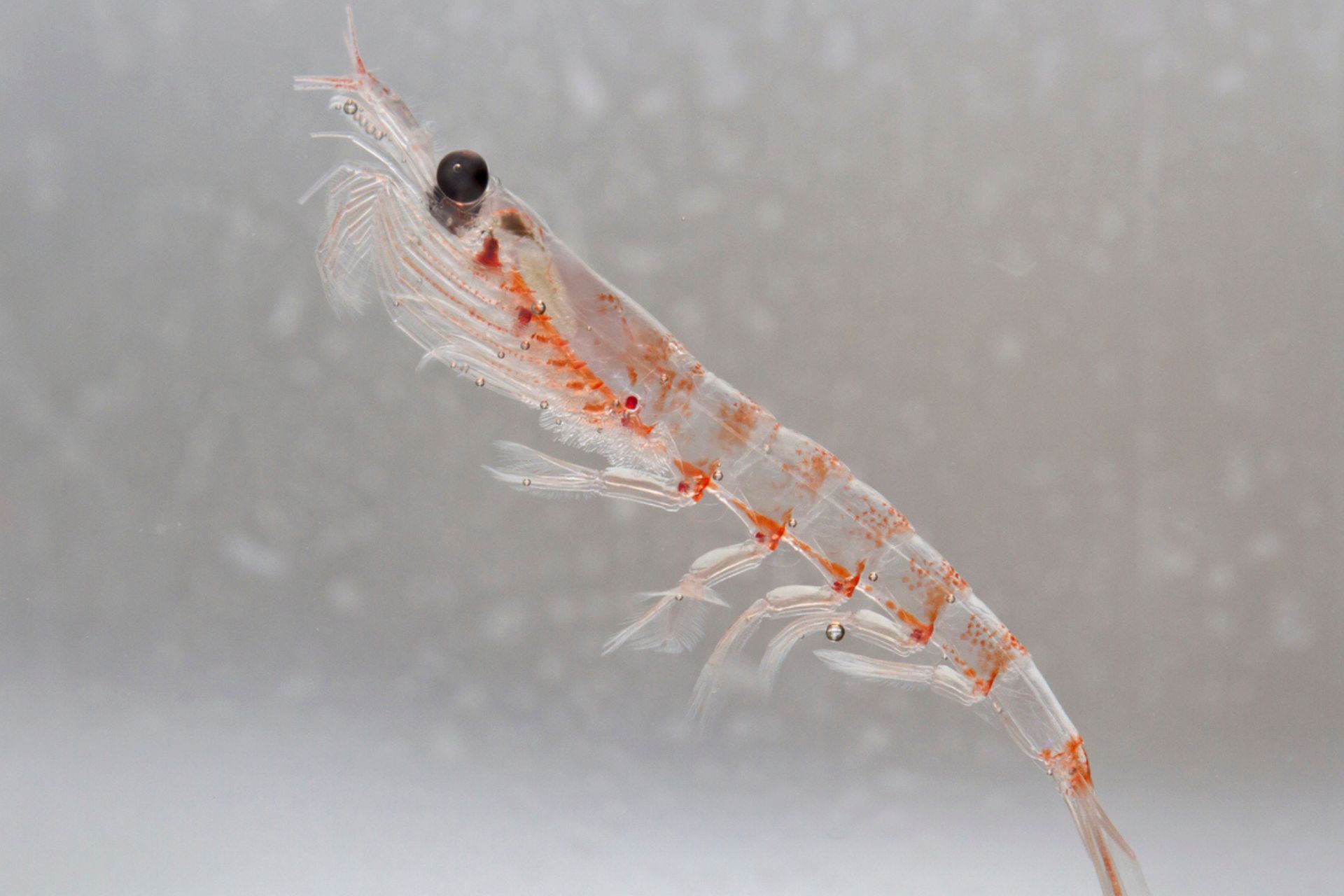 Krill di perairan Antartika