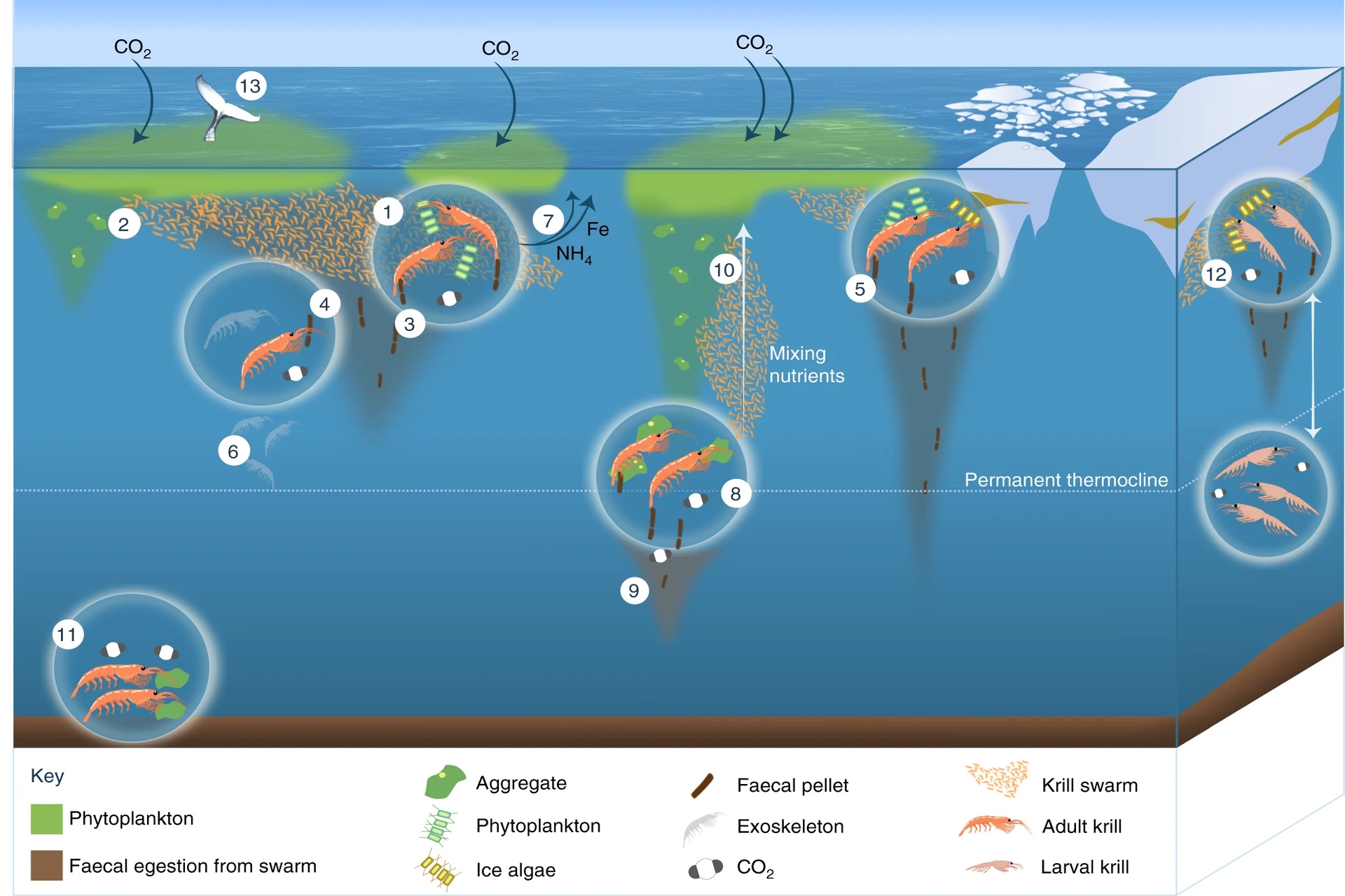 Krill: il ruolo del Krill antartico è molto importante nei cicli biogeochimici degli Oceani