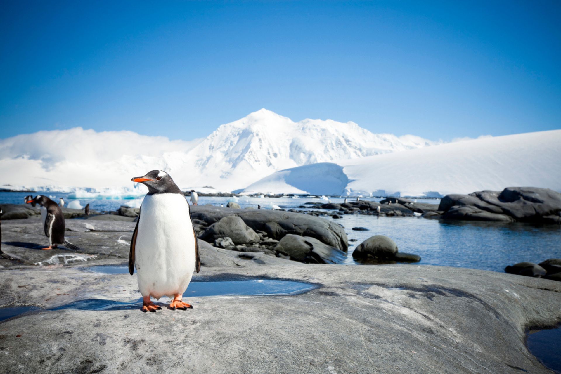 Pinguini nell'Antartico