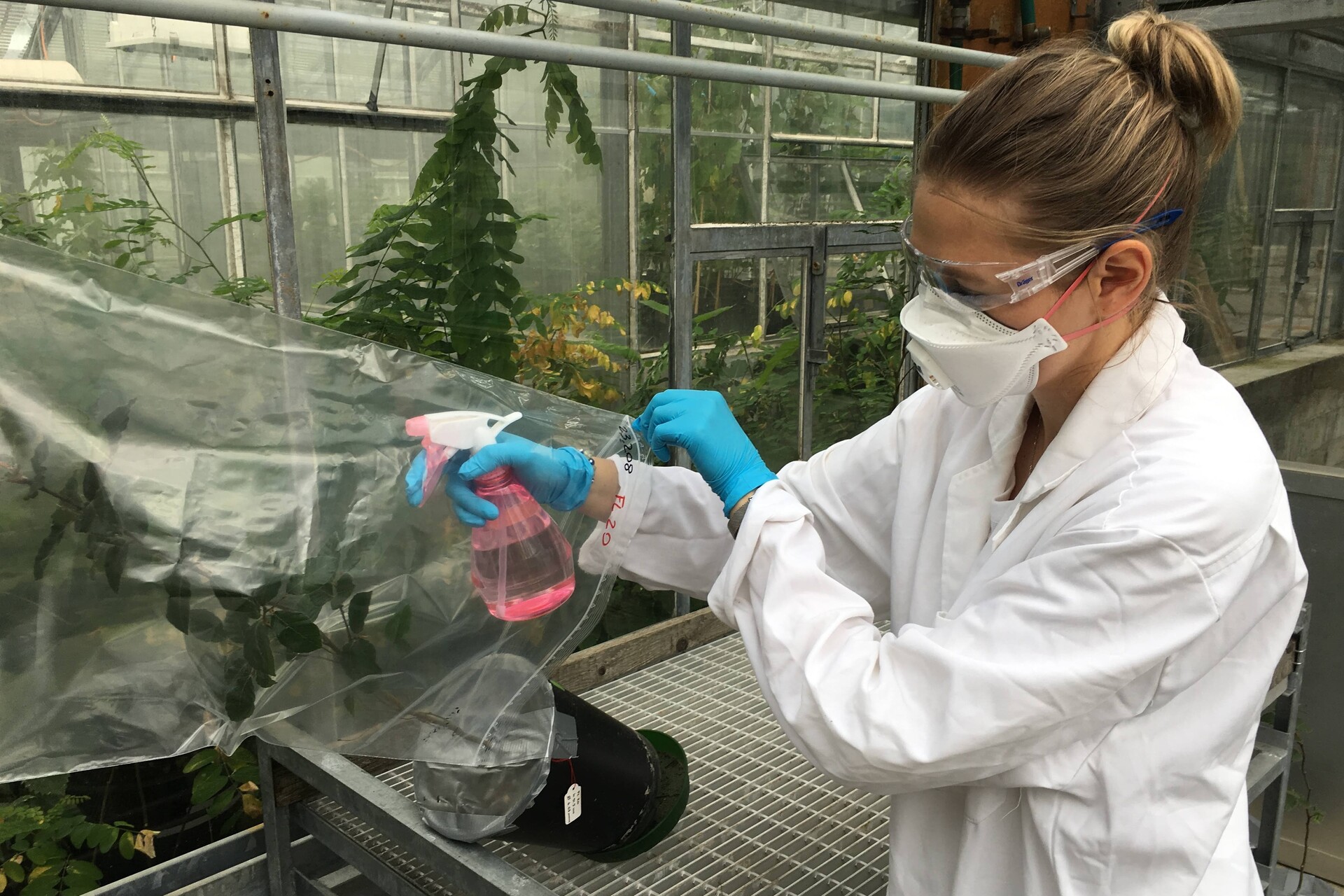 Copaci: Paula Ballikaya de la Eidgenössische Forschungsanstalt für Wald, Schnee und Landschaft (WSL) pulverizează un fag tânăr cu nanoparticule de aur în timpul unui test de poluare