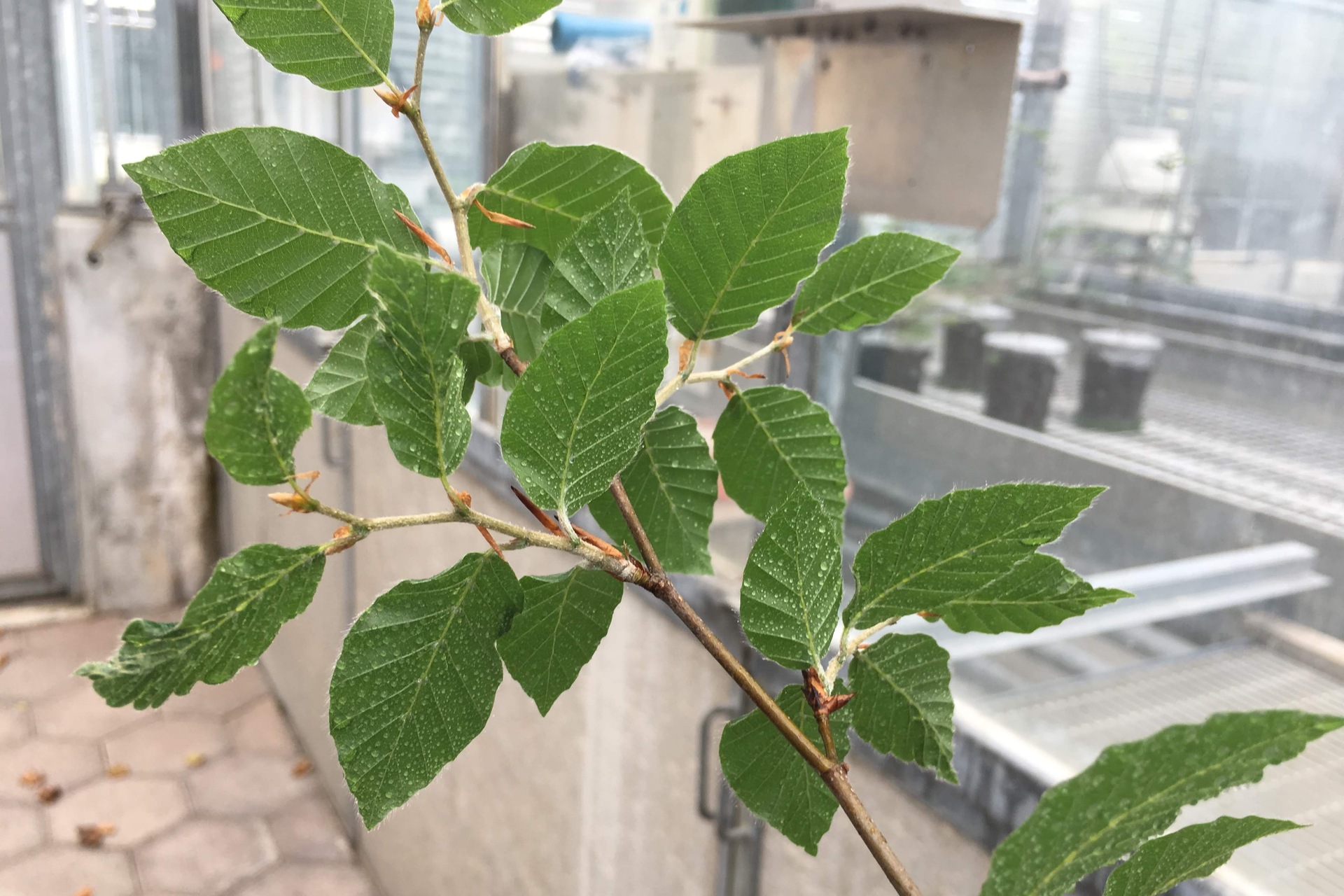 Alberi: le nanoparticelle si attaccano alle foglie, ma le penetrano anche?