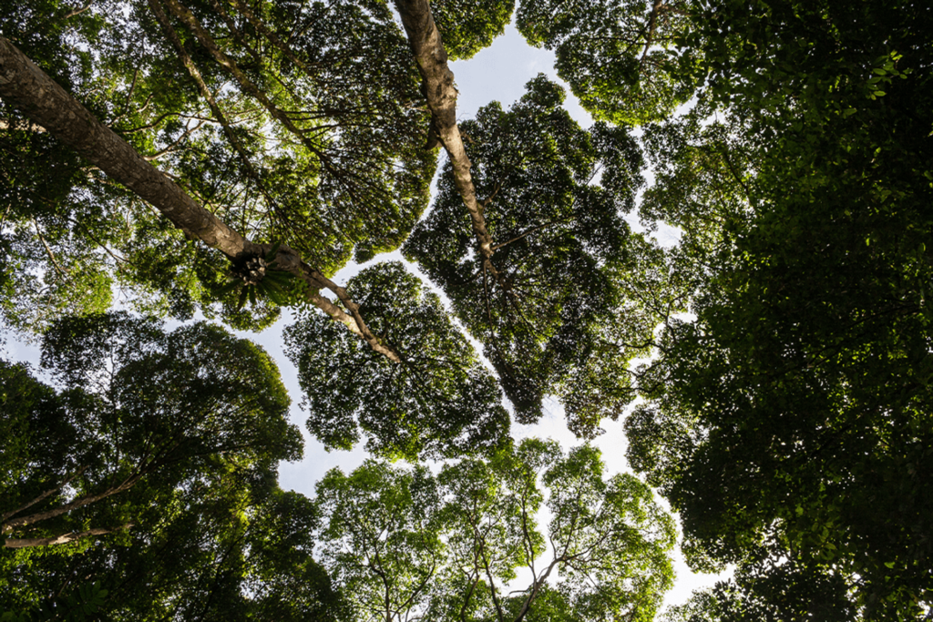 Pohon: Jalur ke jaringan daun dari partikel nano polutan mungkin melewati stomata di permukaan daun, yang dibutuhkan pohon untuk pertukaran gas dengan udara