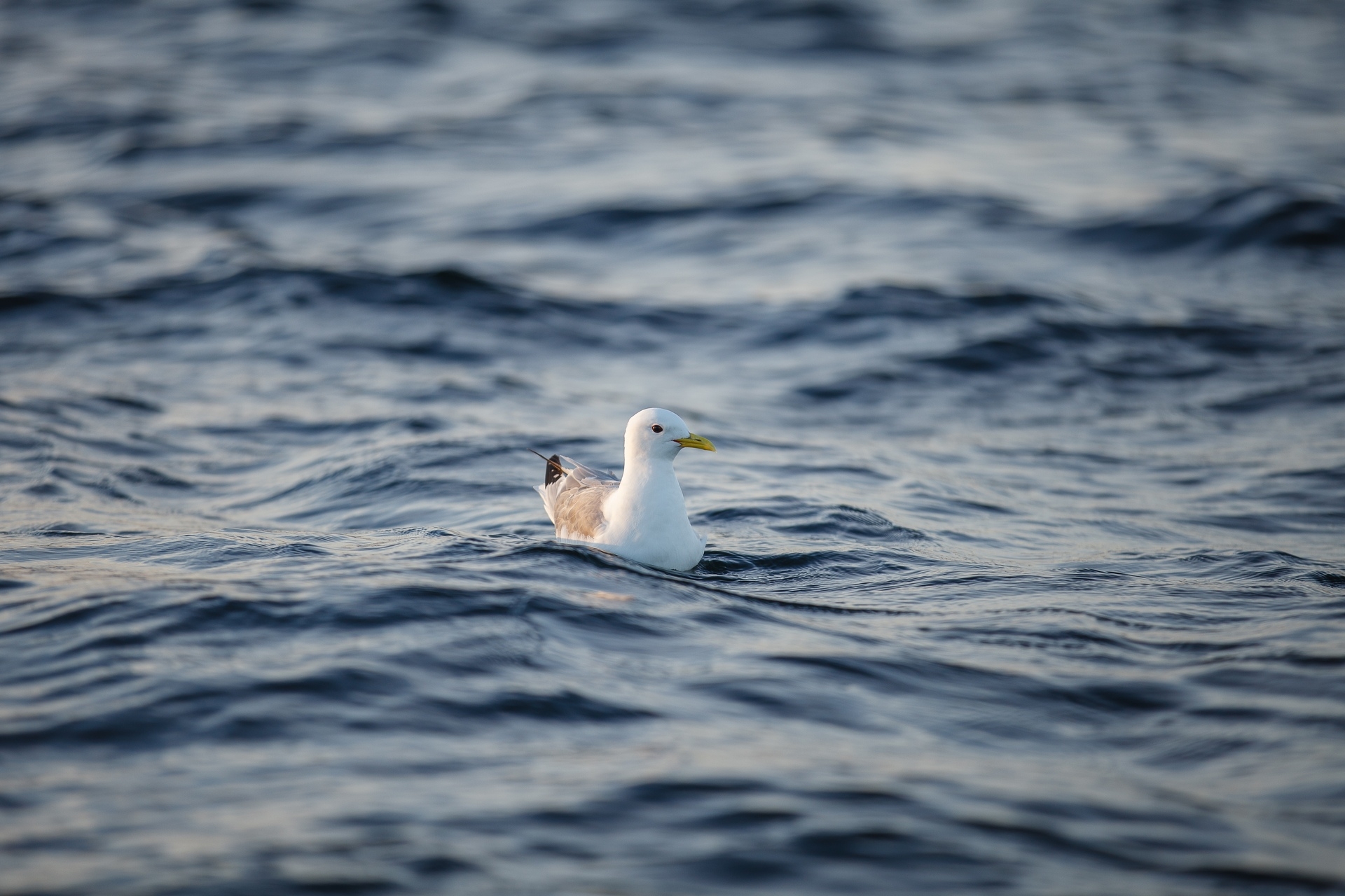 Petrolio: un uccello cullato dalle onde del mare