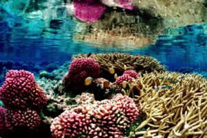 Grande barriera corallina: Il mare è un ecosistema delicato e complesso