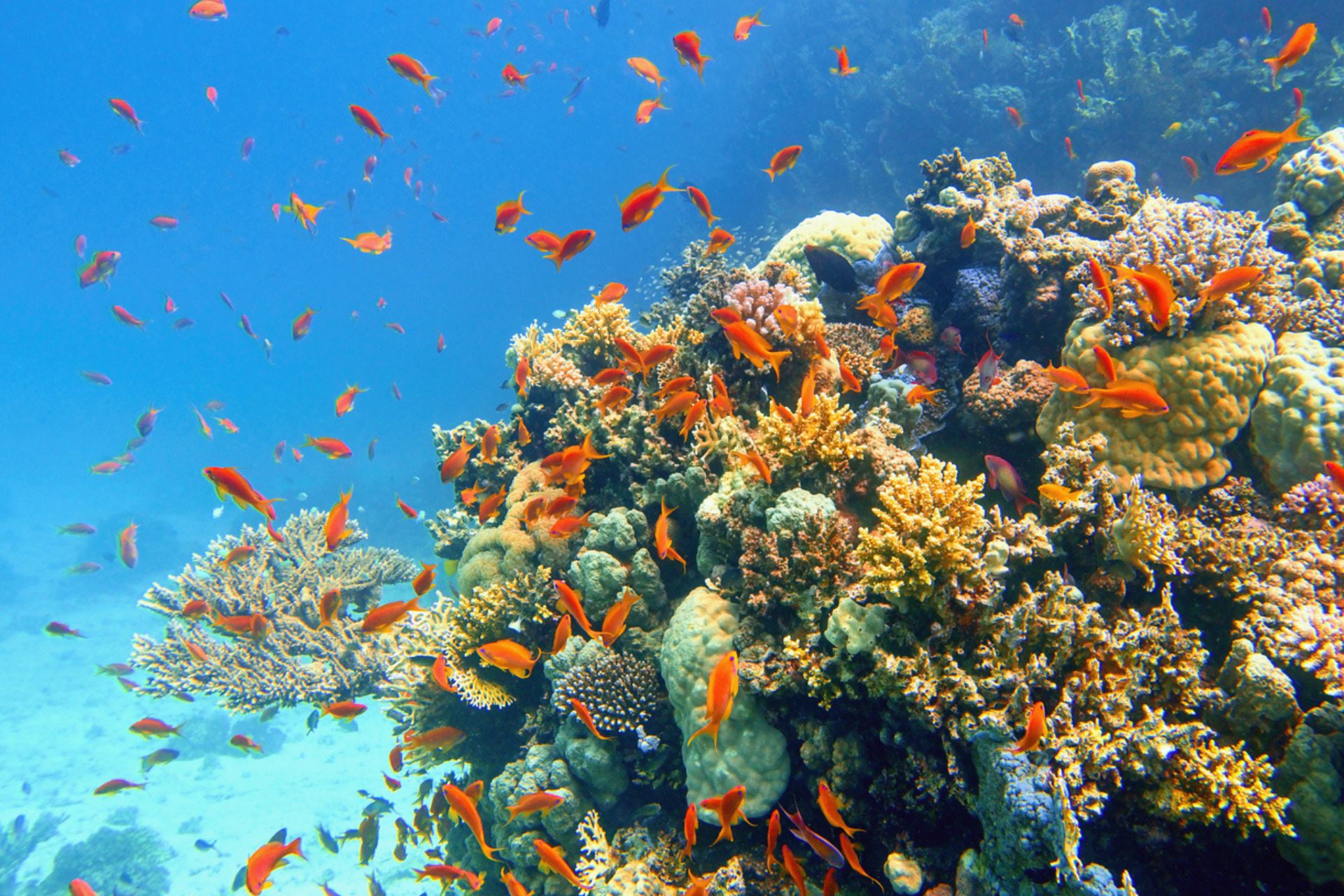 Grande barriera corallina: pesci e coralli