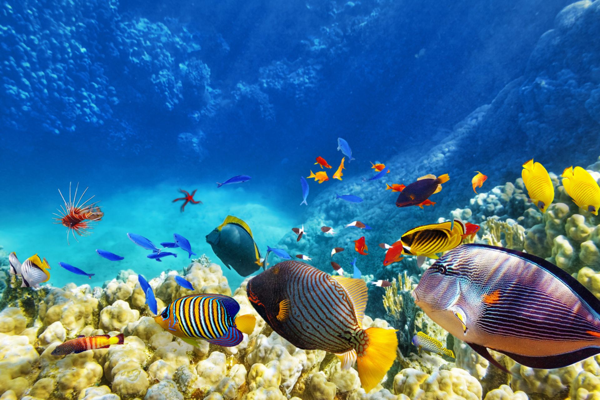 Grande barriera corallina: la sua bellezza