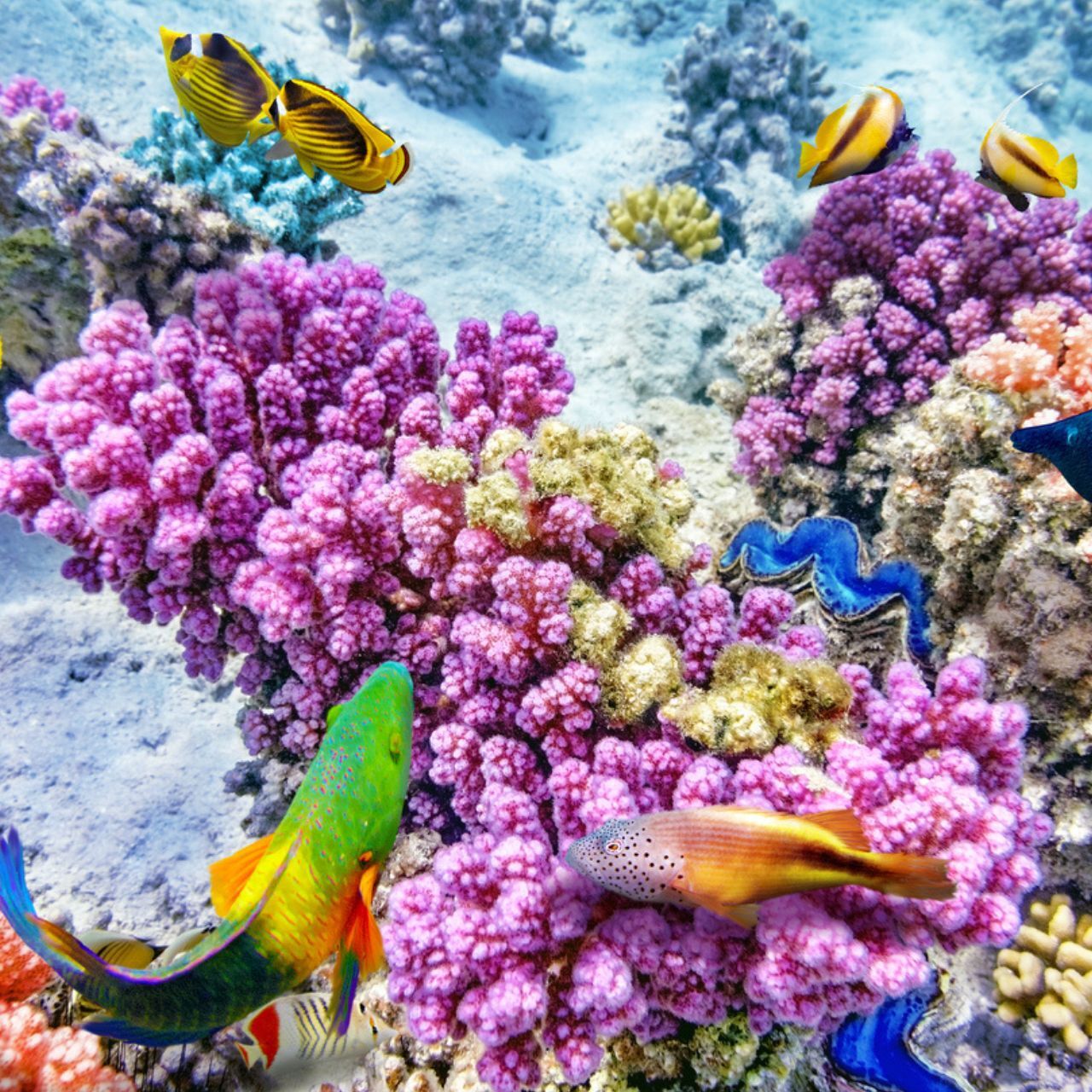 Nagy Korallzátony: színes korallok