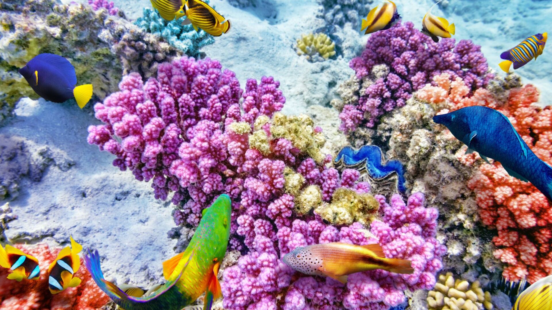 Големиот корален гребен: шарени корали