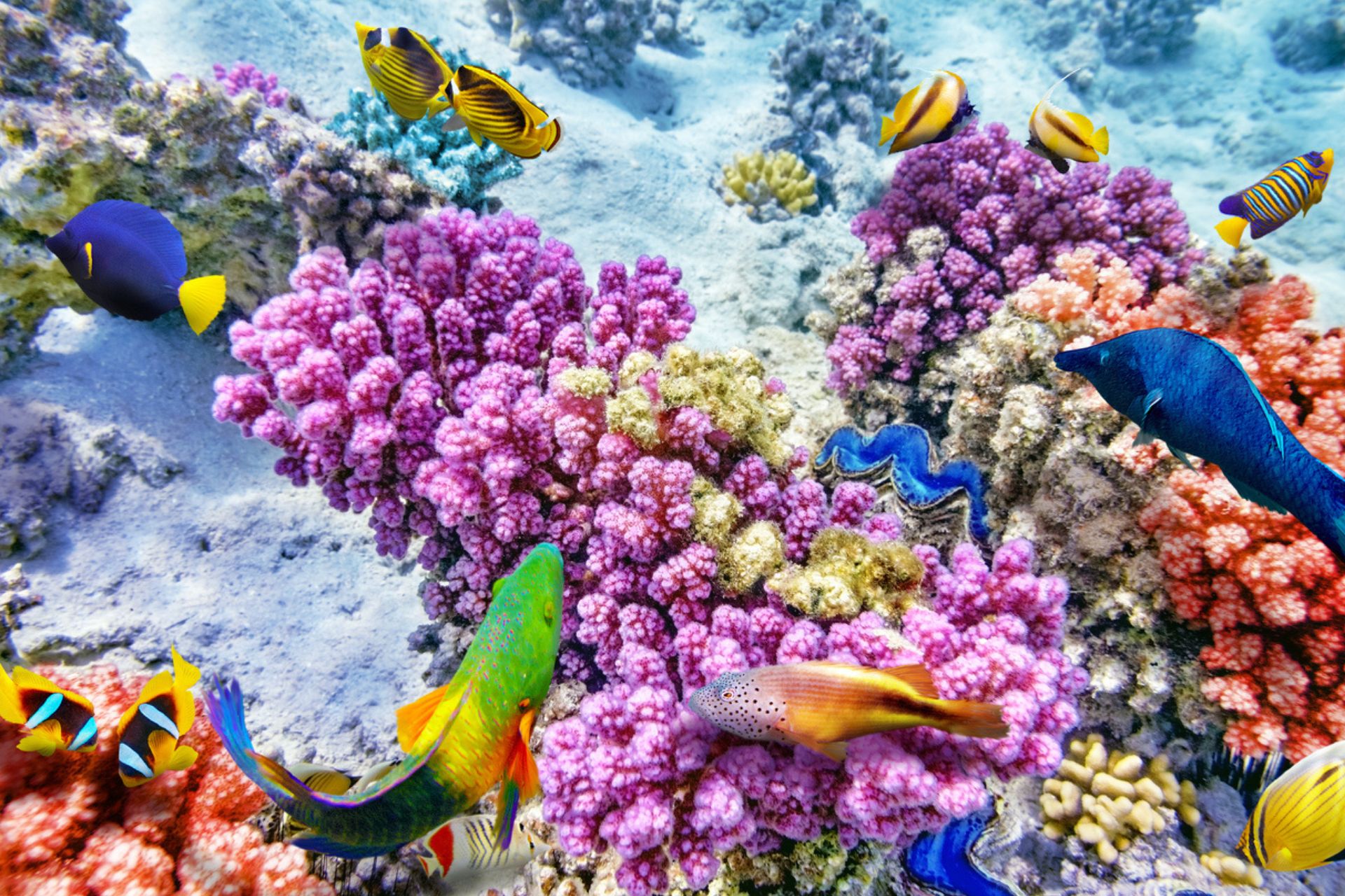 Nagy Korallzátony: színes korallok