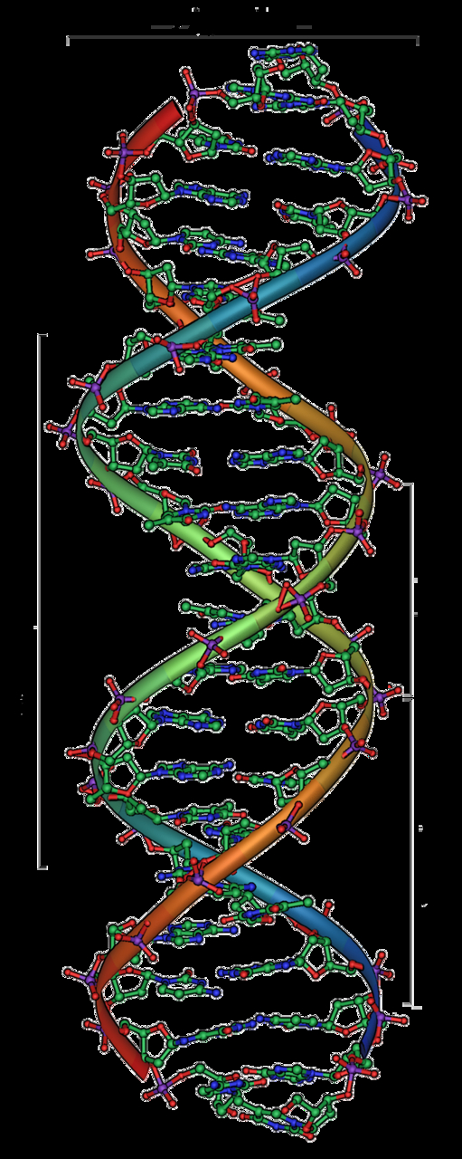 Riparazioni genetiche: la tipica doppia elica della molecola di DNA o acido desossiribonucleico