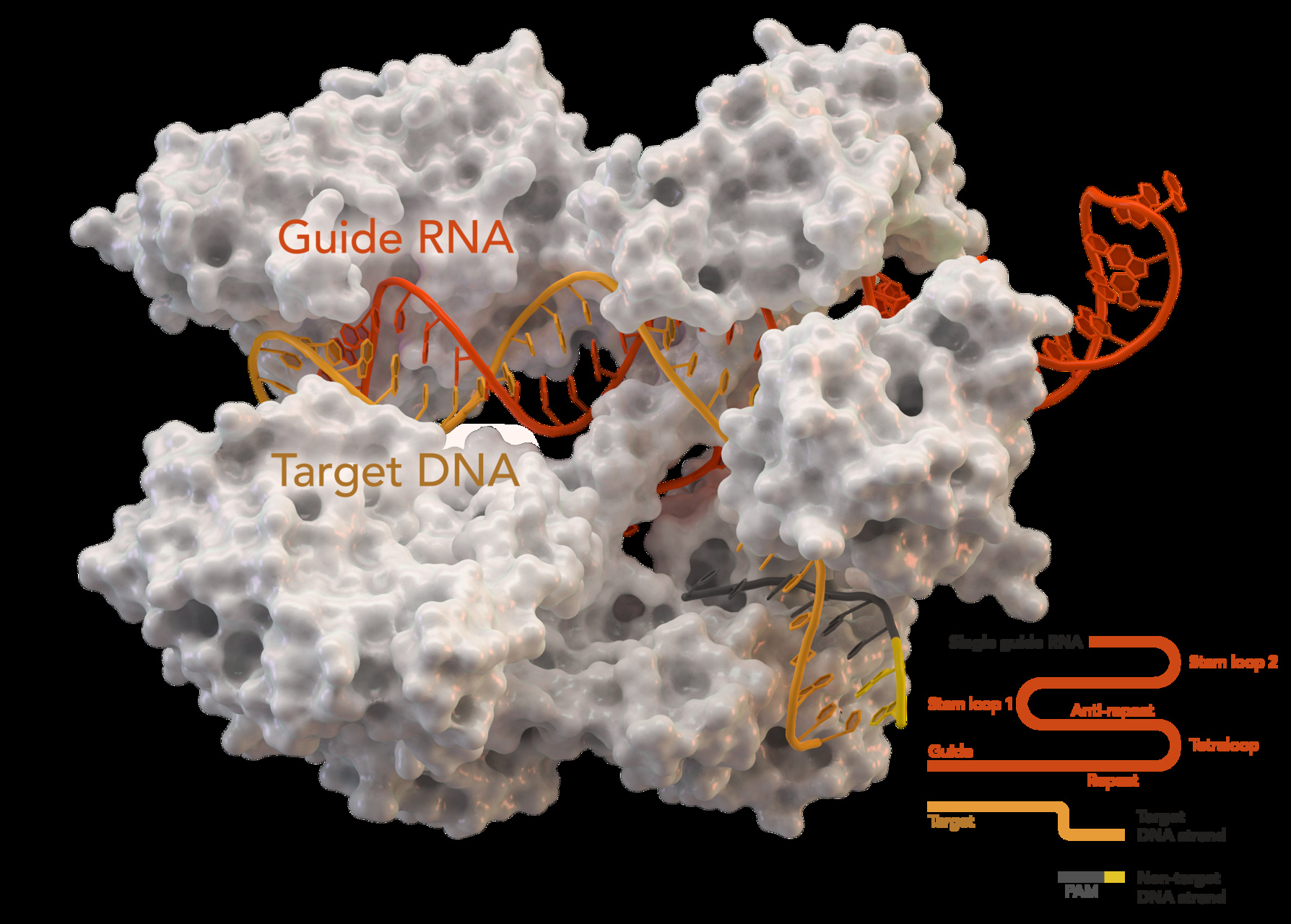Riparazioni genetiche: il Cas9 (sigla per “CRISPR Associated Protein 9”, traducibile in italiano come “Proteina Associata al CRISPR 9”) è un enzima endonucleasi del DNA con RNA guida associato al sistema immunitario adattivo CRISPR presente sia nello Streptococcus Pyogenes, che in altri batteri:
