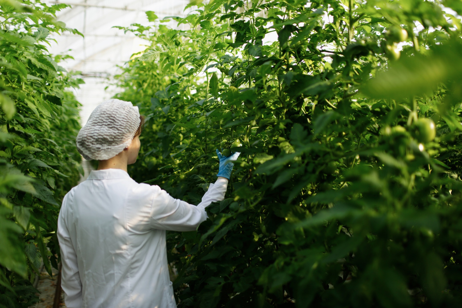 Ingegneria Genetica: le biotecnologie potrebbero contribuire a un'agricoltura e a un'industria alimentare sostenibili ed efficienti in termini di risorse