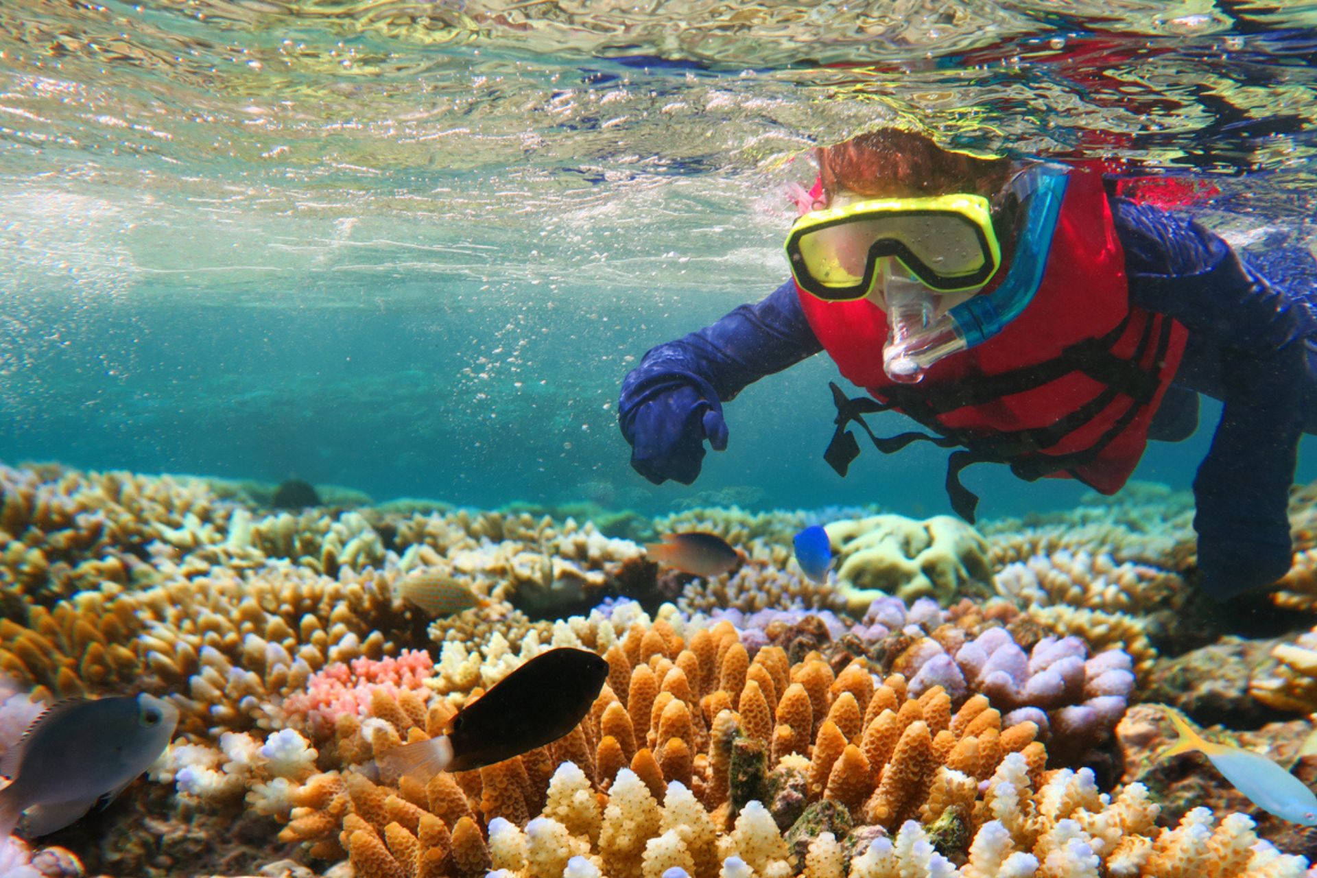 Grande barriera corallina: un sub la esplora