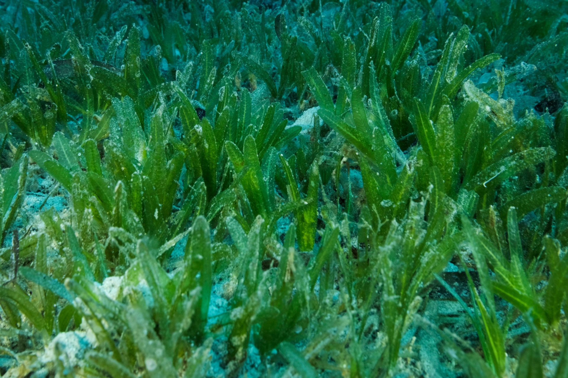 alga: Halophila Stipulacea