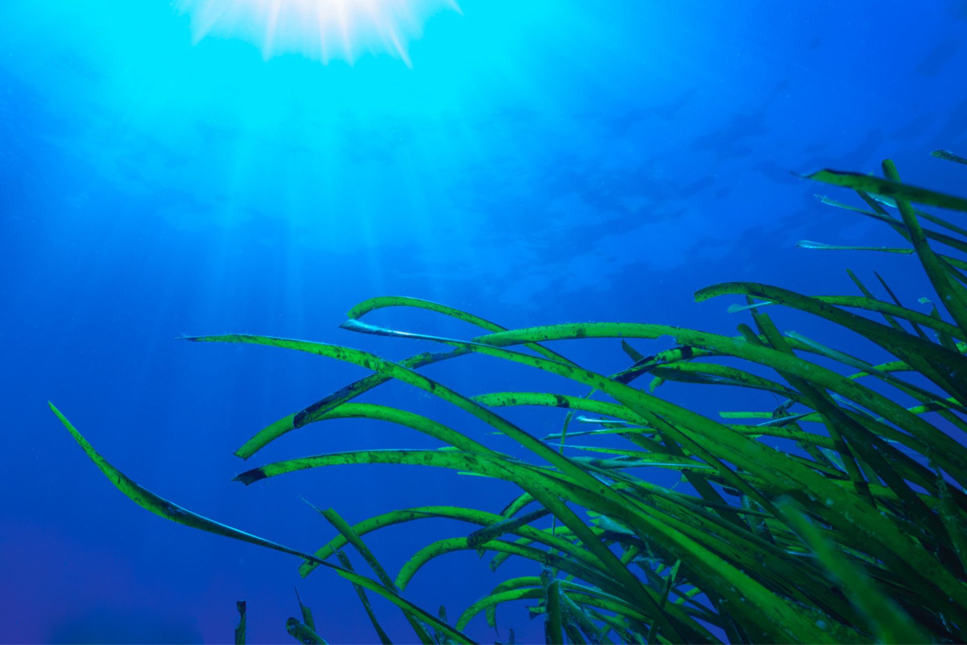 海藻：Posidonia oceanica