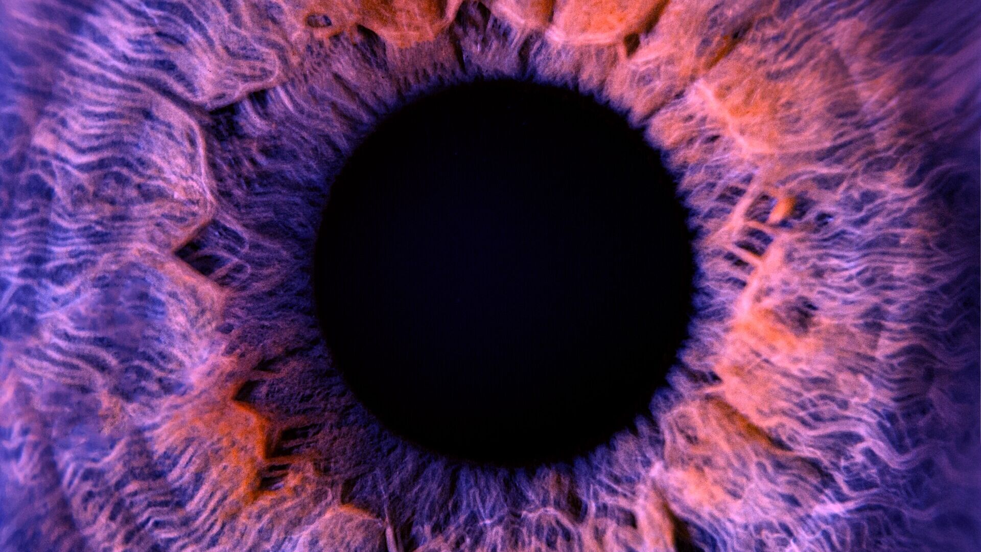 Occhio: la rètina è la membrana del bulbo oculare interno, adibita alla suddivisione in punti immagine, alla valutazione della luminosità e alla discriminazione dei colori delle immagini refratte dall'ottica dell'occhio (cornea, umor acqueo, cristallino e umor vitreo)