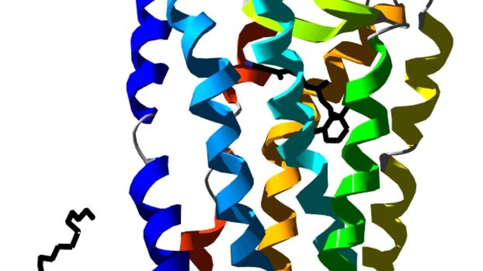 Occhio: la struttura tridimensionale della proteina Rodopsina