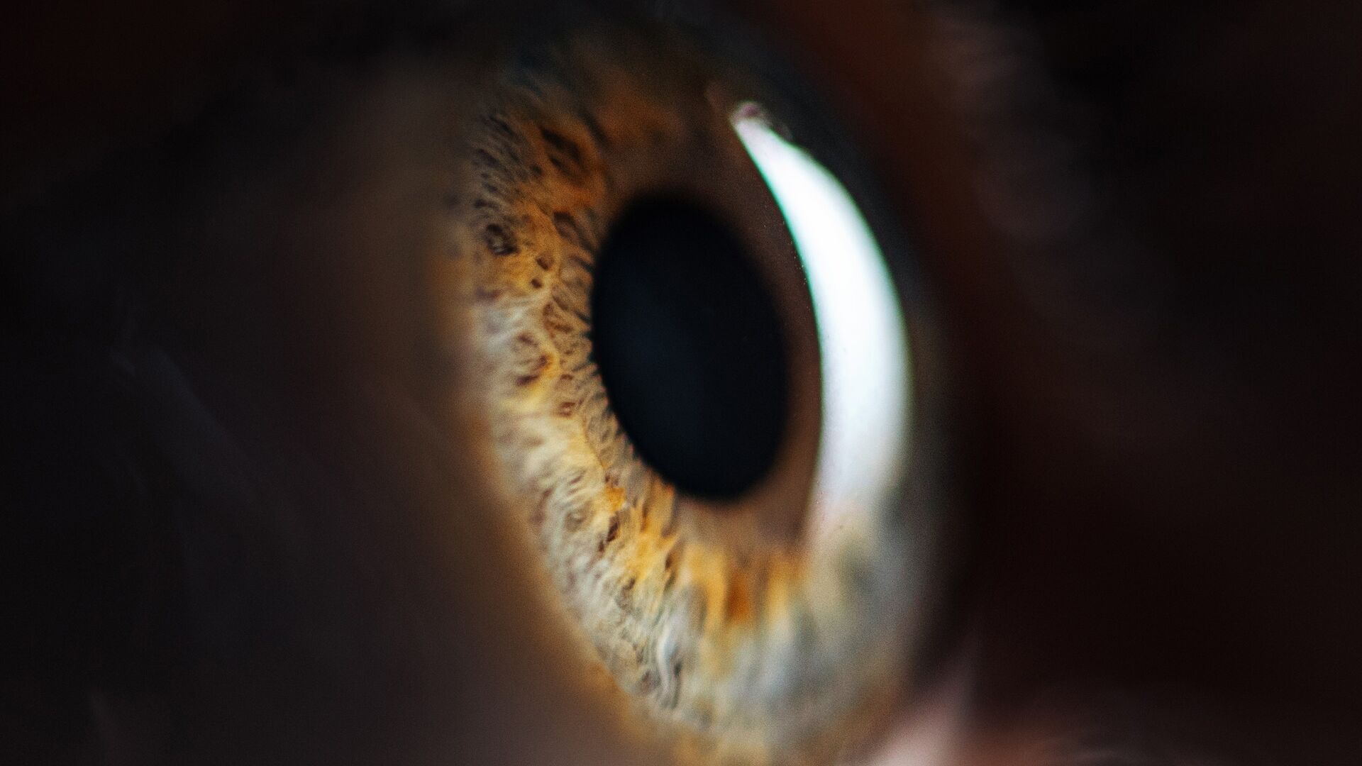 Occhio: il bulbo oculare è l'organo di senso esterno dell'apparato visivo, che ha il compito di ricavare informazioni sull'ambiente circostante attraverso la luce: in Svizzera i ricercatori dell’Istituto Paul Scherrer hanno decifrato gli istantanei processi molecolari che si verificano nell'occhio quando la luce colpisce la retina
