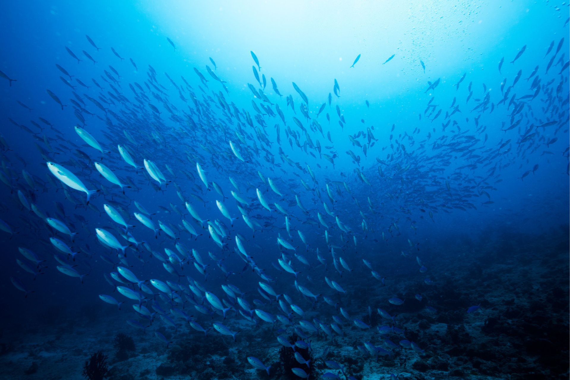 Immersioni sostenibili: branco di pesci nel mare