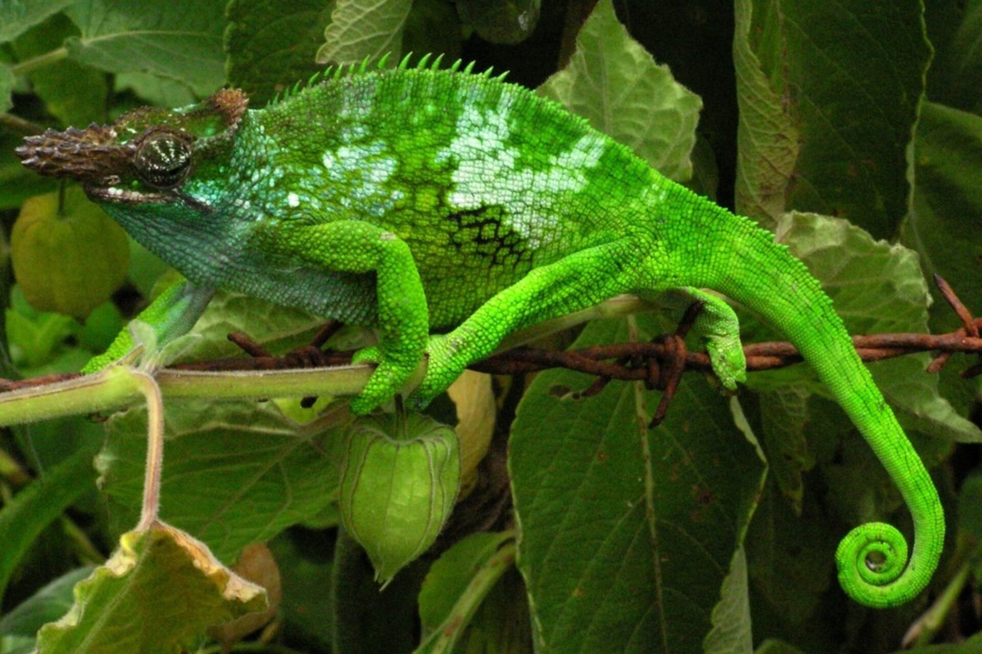 Sensori e display biodegradabili: la pelle dei camaleonti