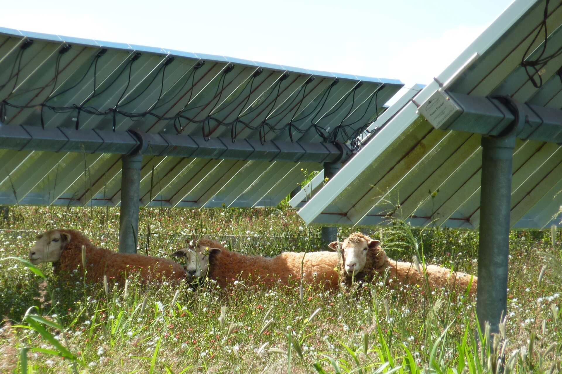 Agrivoltaika: ovce na Havajih