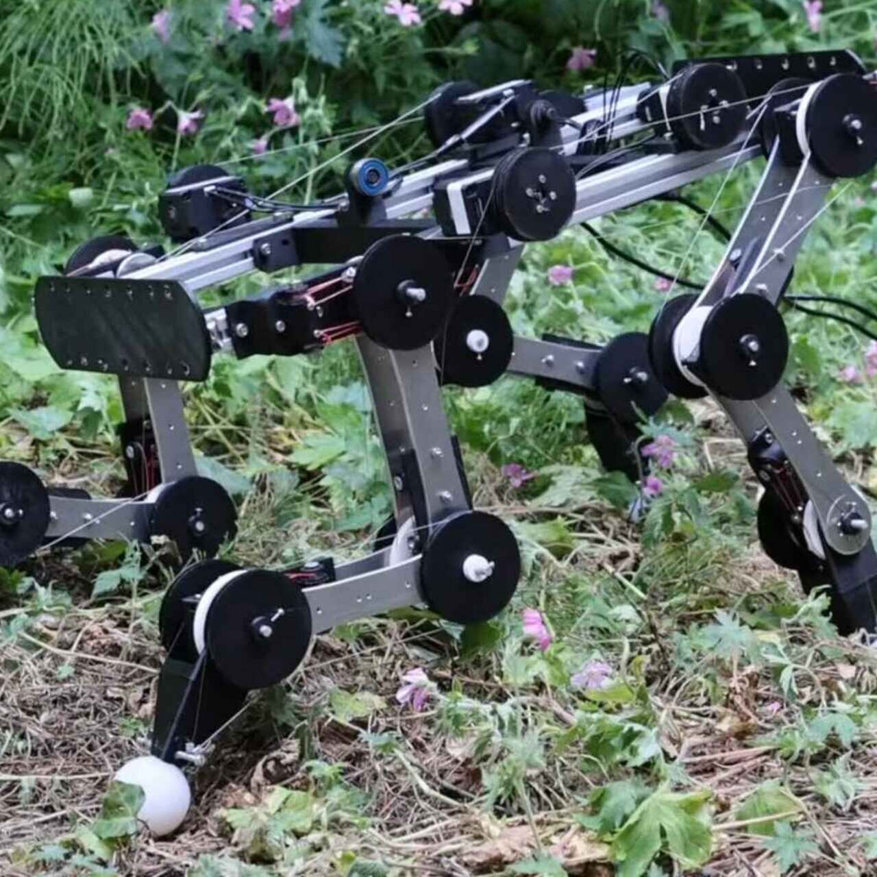 Cane robot: le articolazioni sull’erba