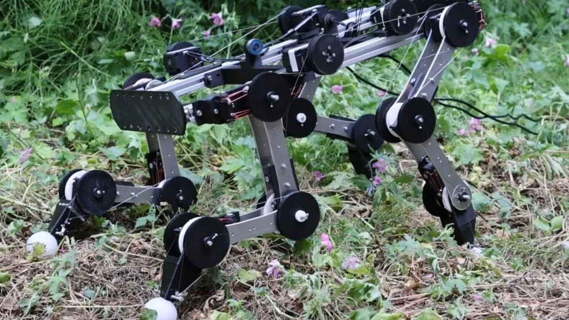 Cane robot: le articolazioni sull’erba