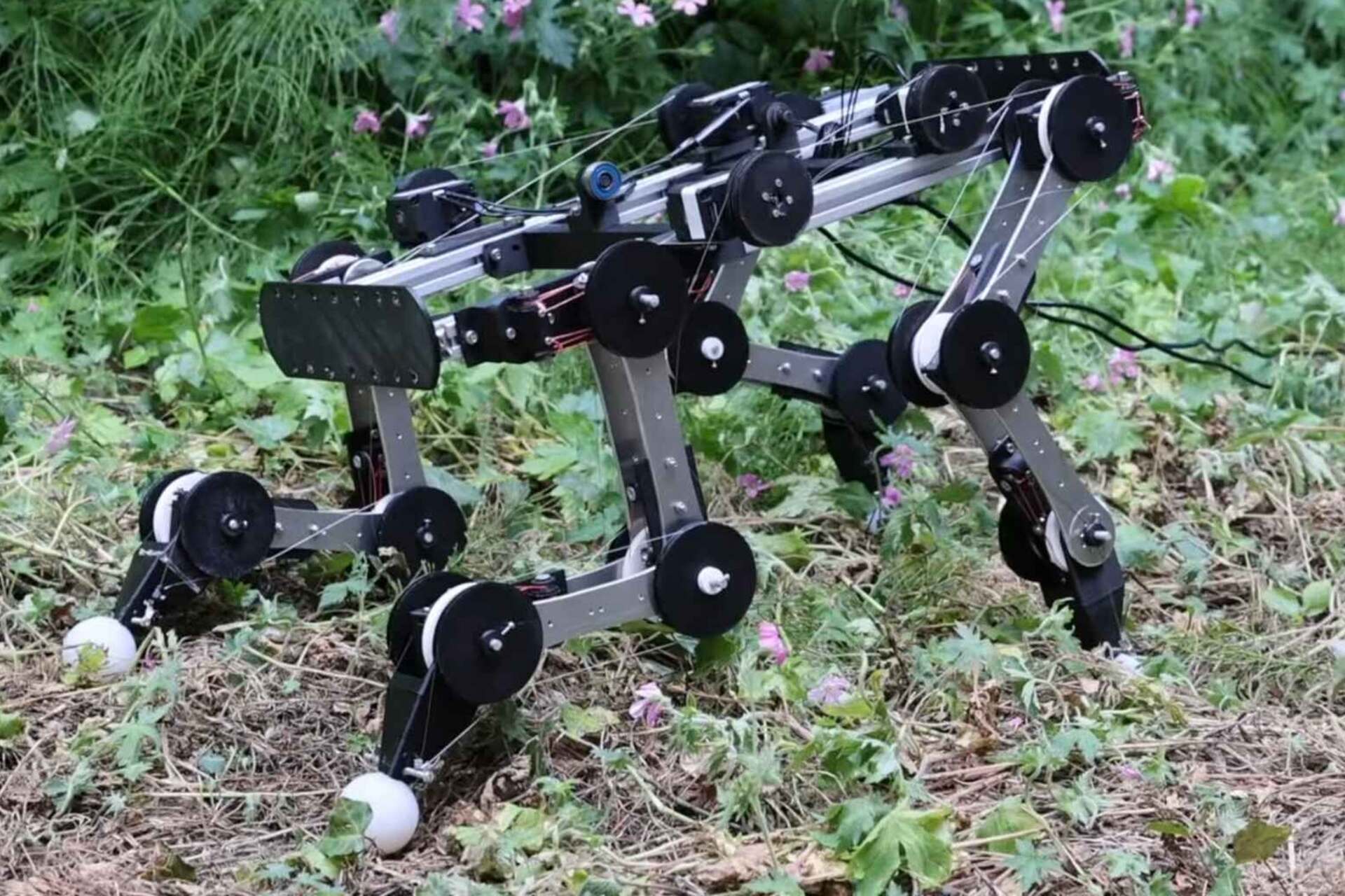 หุ่นยนต์สุนัข: ข้อต่อบนพื้นหญ้า