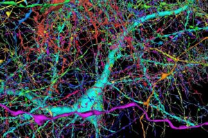 Inovace a žurnalistika: detail mapy lidského mozku