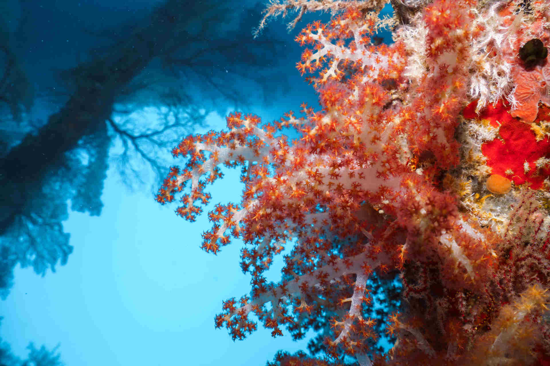 Acidificazione degli oceani e coralli in pericolo per colpa dell'aumento della CO2