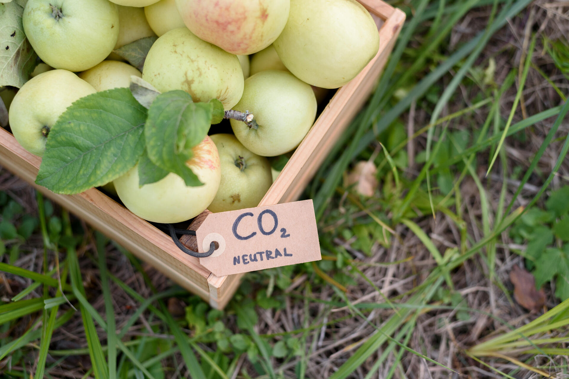 Karbonfangst og -lagring: "lokale" epler med karbonnøytralitetsetikett