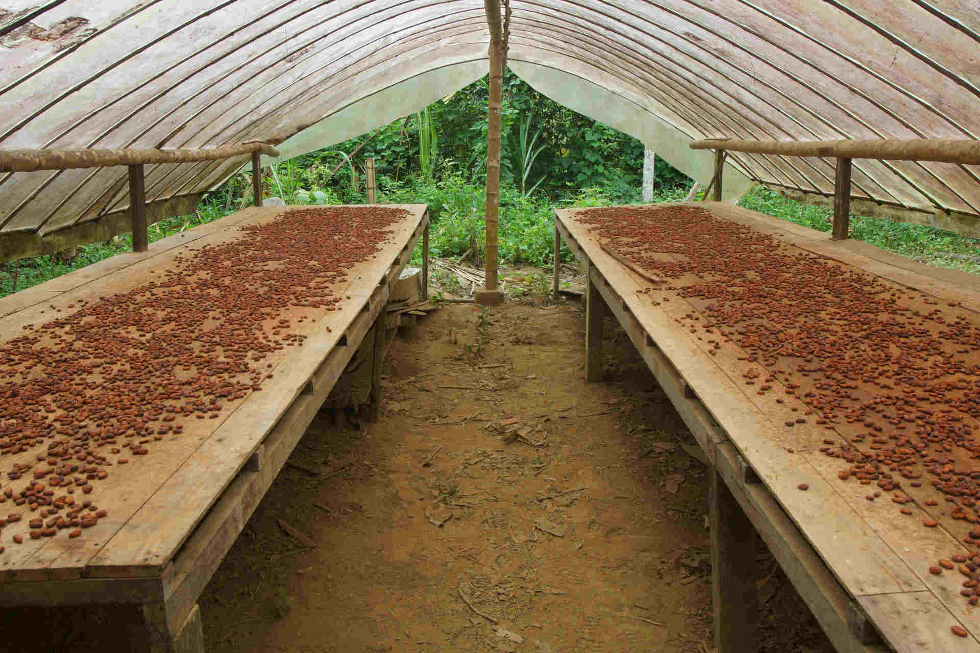 La chimica del cacao: la ricerca di Julie Lestang sulla fermentanzione
