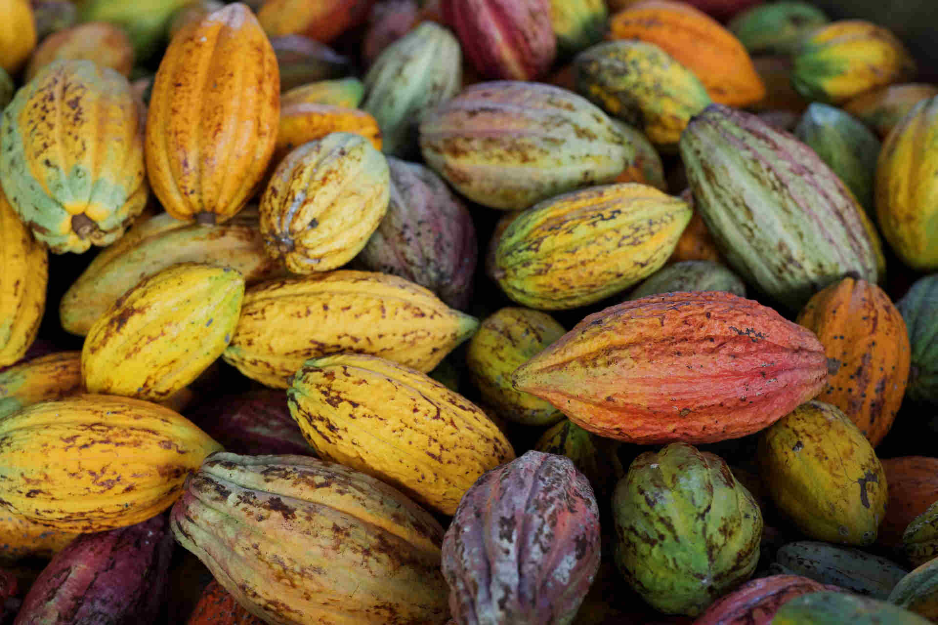 Chimica e cacao: la ricerca di Julie Lestang