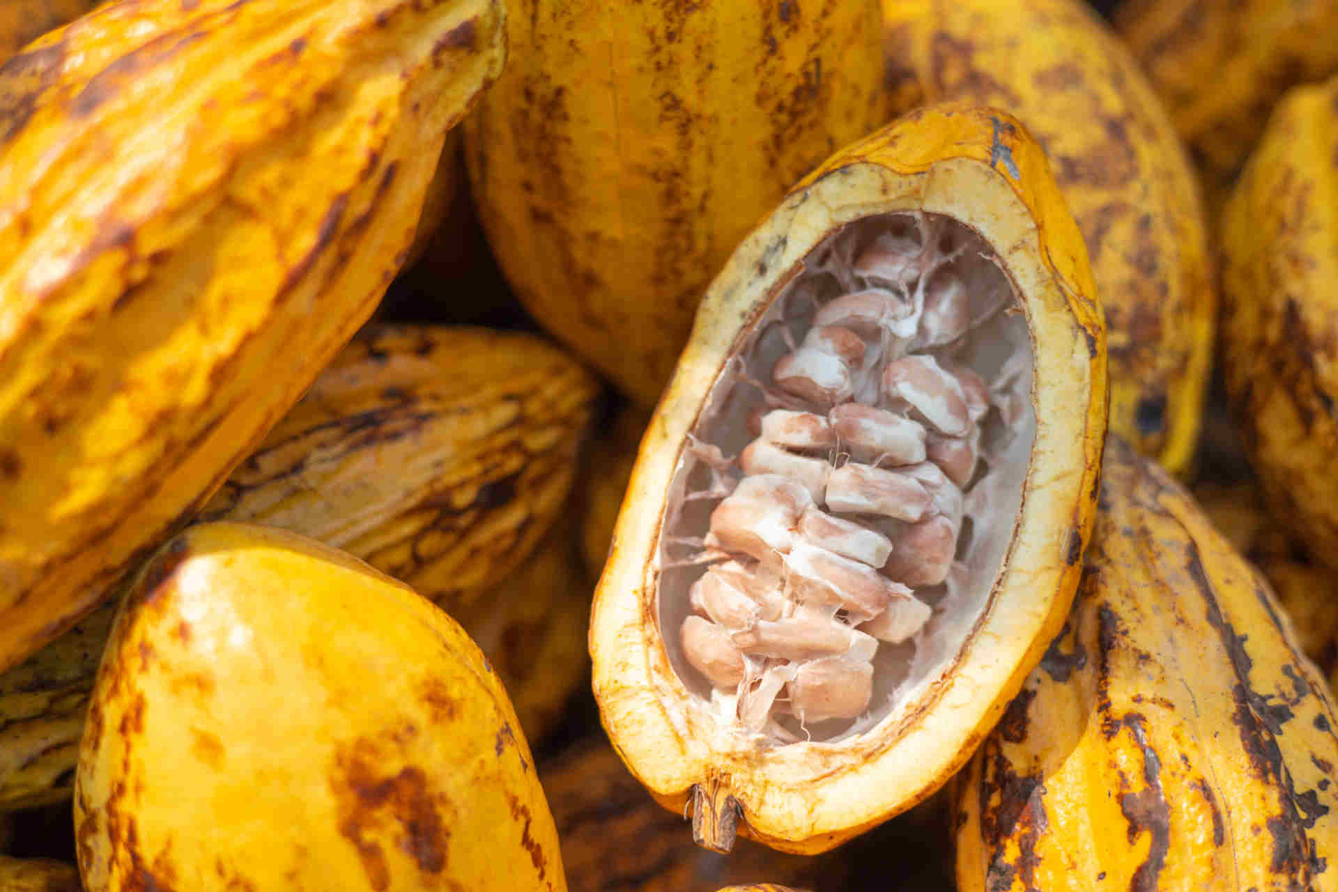 Kakaová chemie: kontrola fermentace, ze které se rodí čokoláda