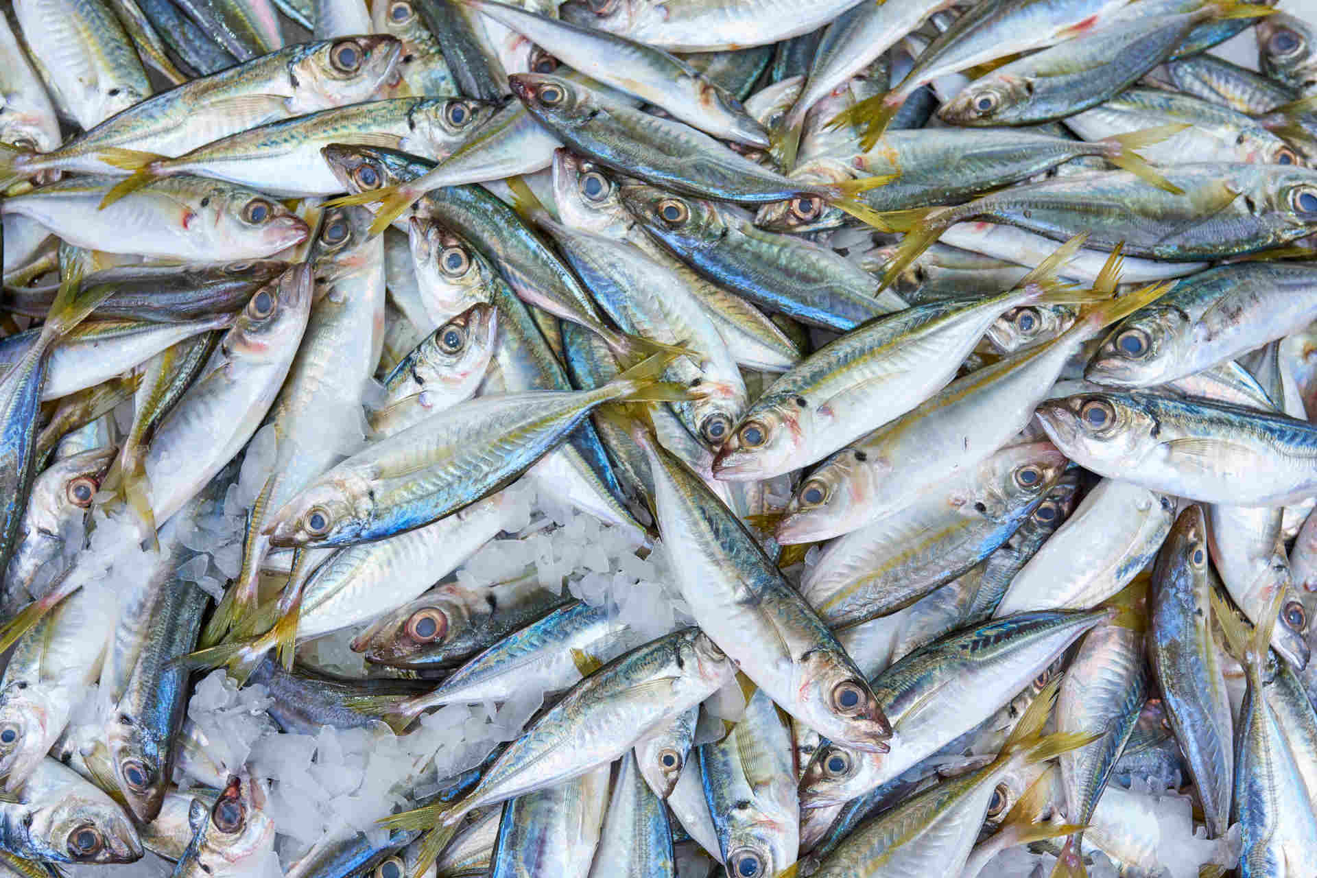 L'allarme di MSC: interi stock ittici al collasso per la sovrapesca