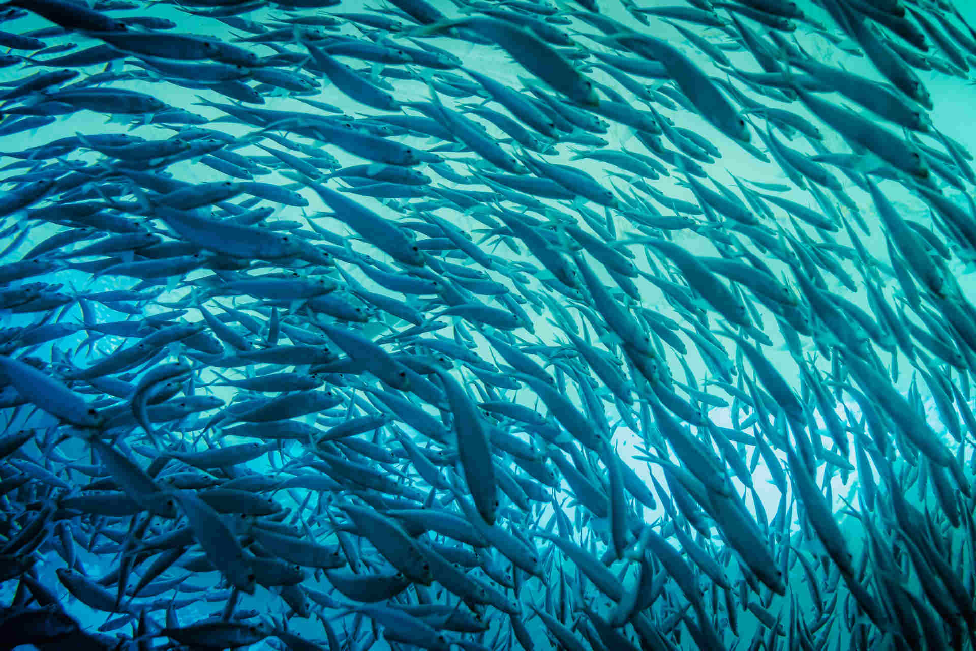 Пералоў рыбы: запасы селядца пад пагрозай
