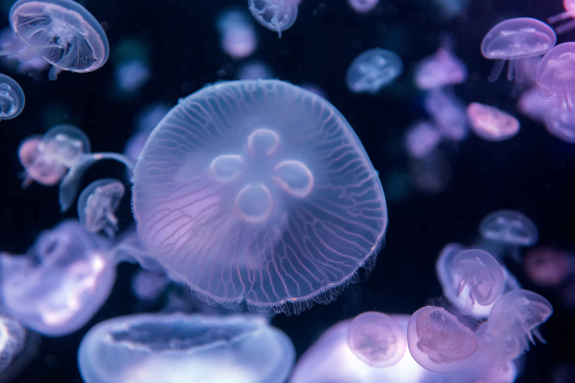 Anche le meduse soffrono per l'eccessivo rumore degli oceani