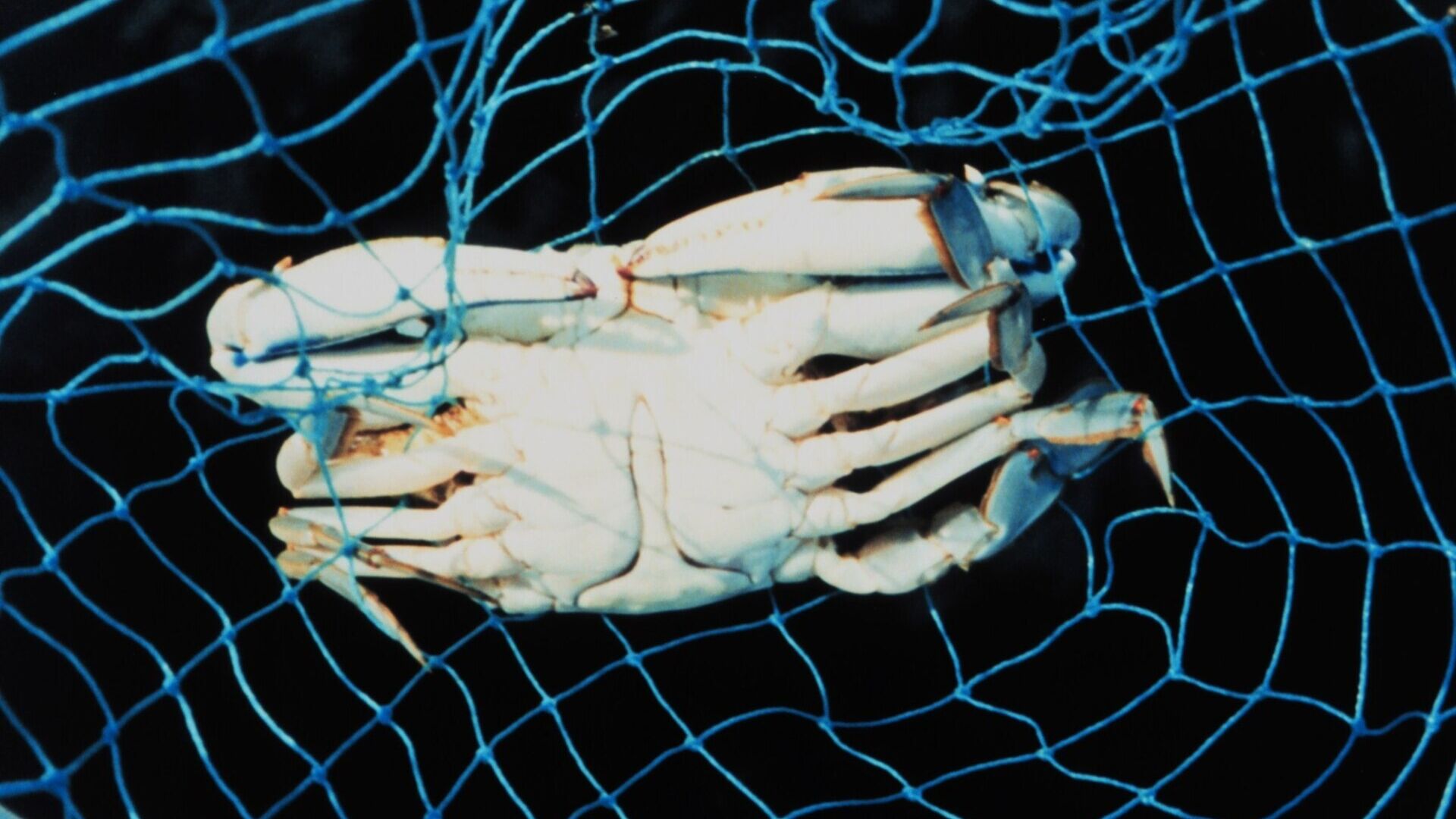Crostacei: un maschio di granchio blu impigliato nelle reti di un peschereccio nei propri mari di origine, l'oceano Atlantico