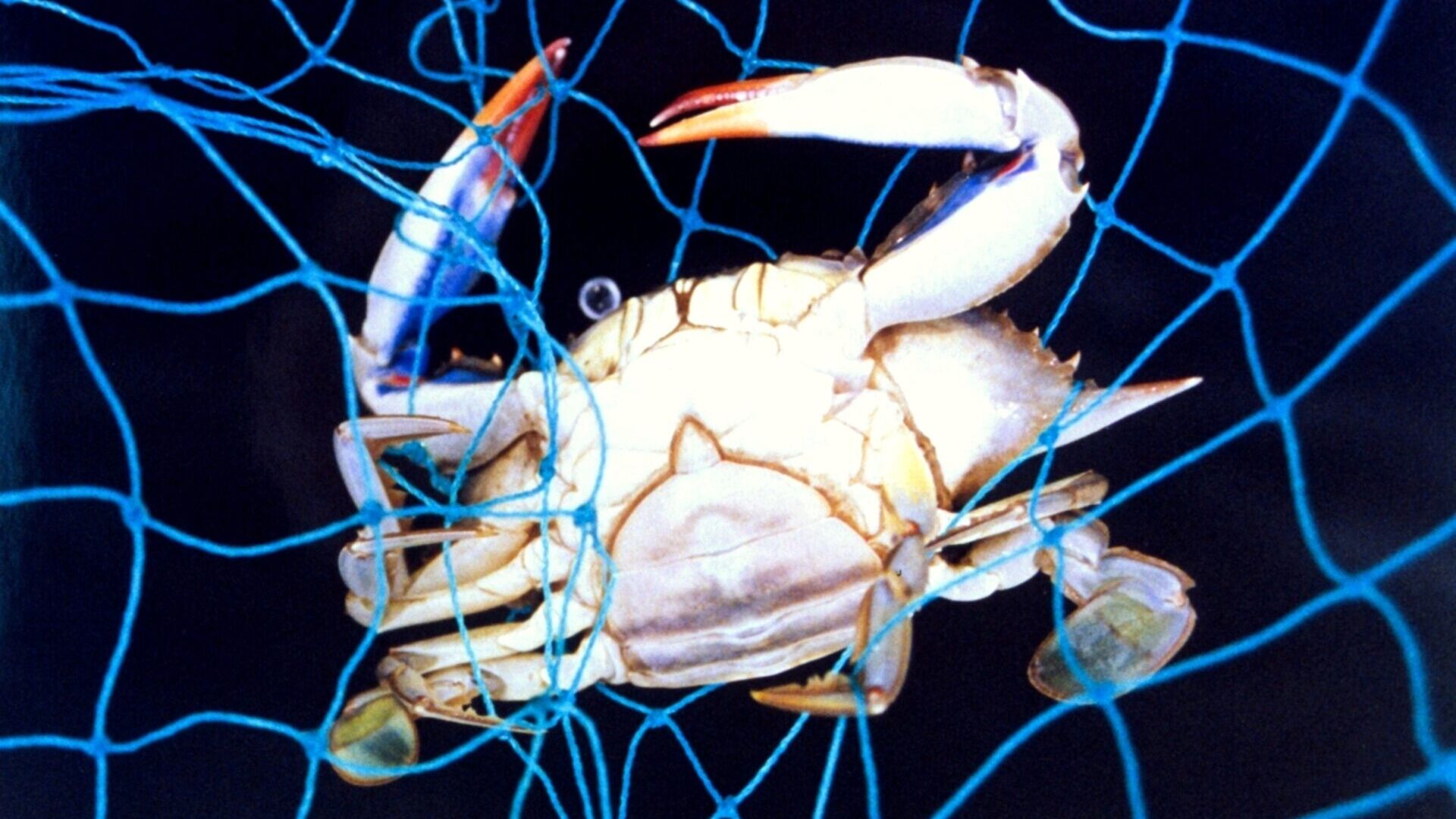 Crostacei: una femmina di granchio blu impigliata nelle reti di un peschereccio nei propri mari di origine, l'oceano Atlantico