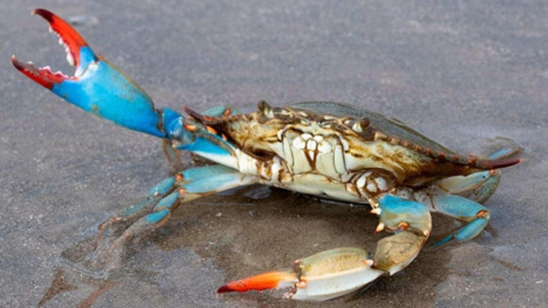 Blå krabbe: gjennom vann samlet til ballastskip har arten blitt introdusert til en rekke andre deler av verden ved et uhell