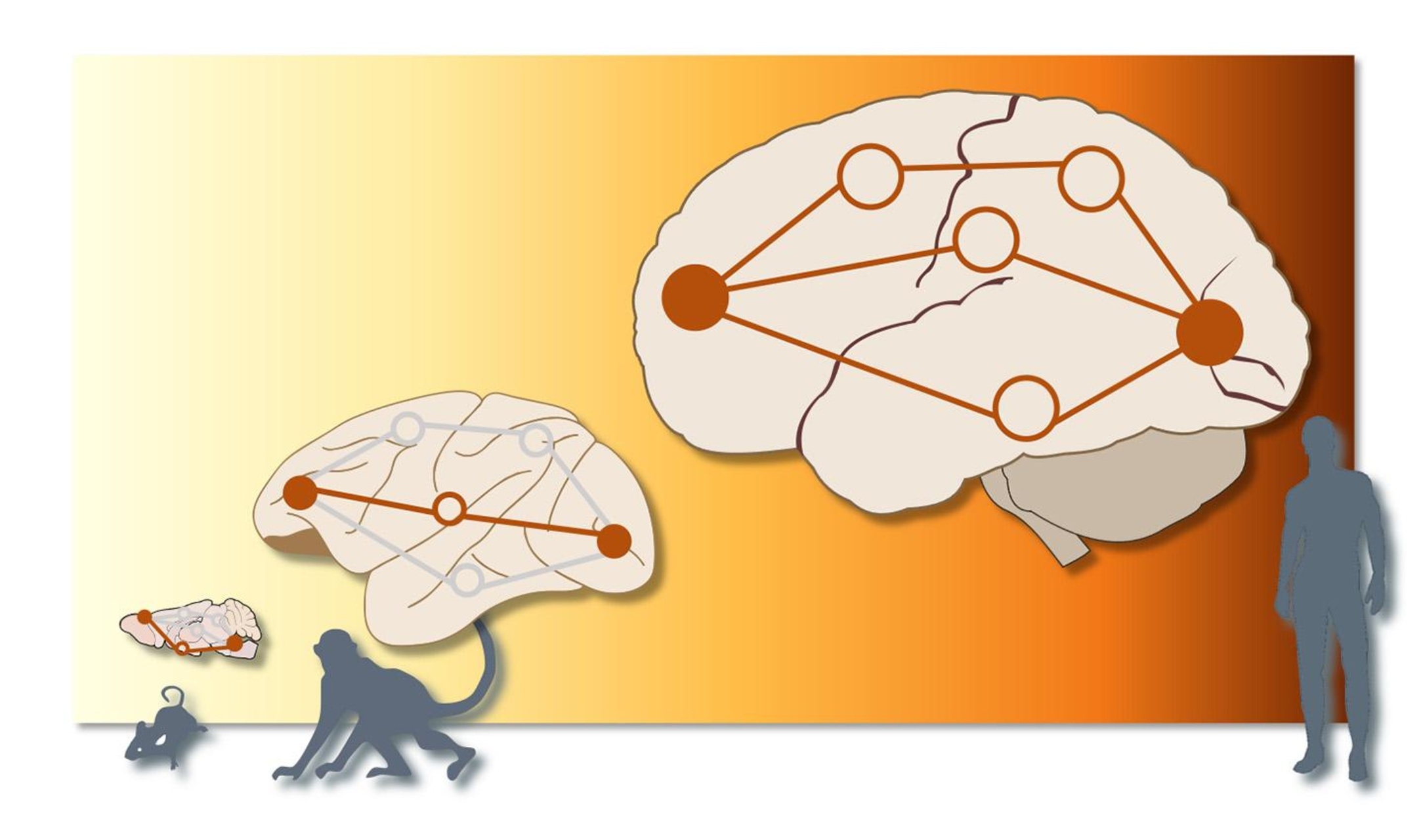 Cervello: nel cervello dei topi e dei macachi, le informazioni sono inviate lungo un'unica "strada", mentre nell'uomo esistono più percorsi paralleli tra la stessa fonte e il bersaglio